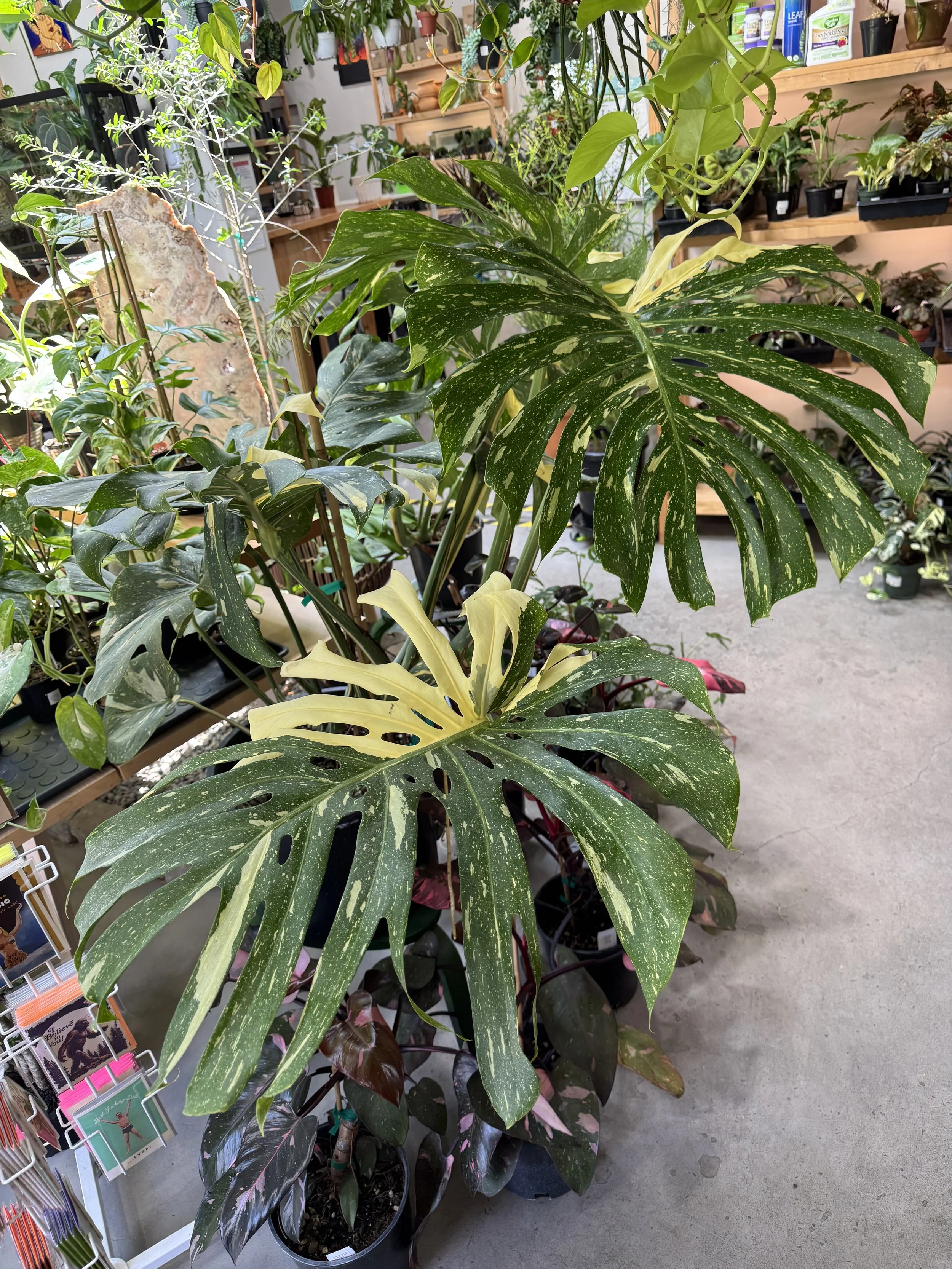 フラワー・ガーデニング Agave montana 'Lime Flash' 67 フラワー・ガーデニング Agave montana 'Lime Flash' 67 Agave
