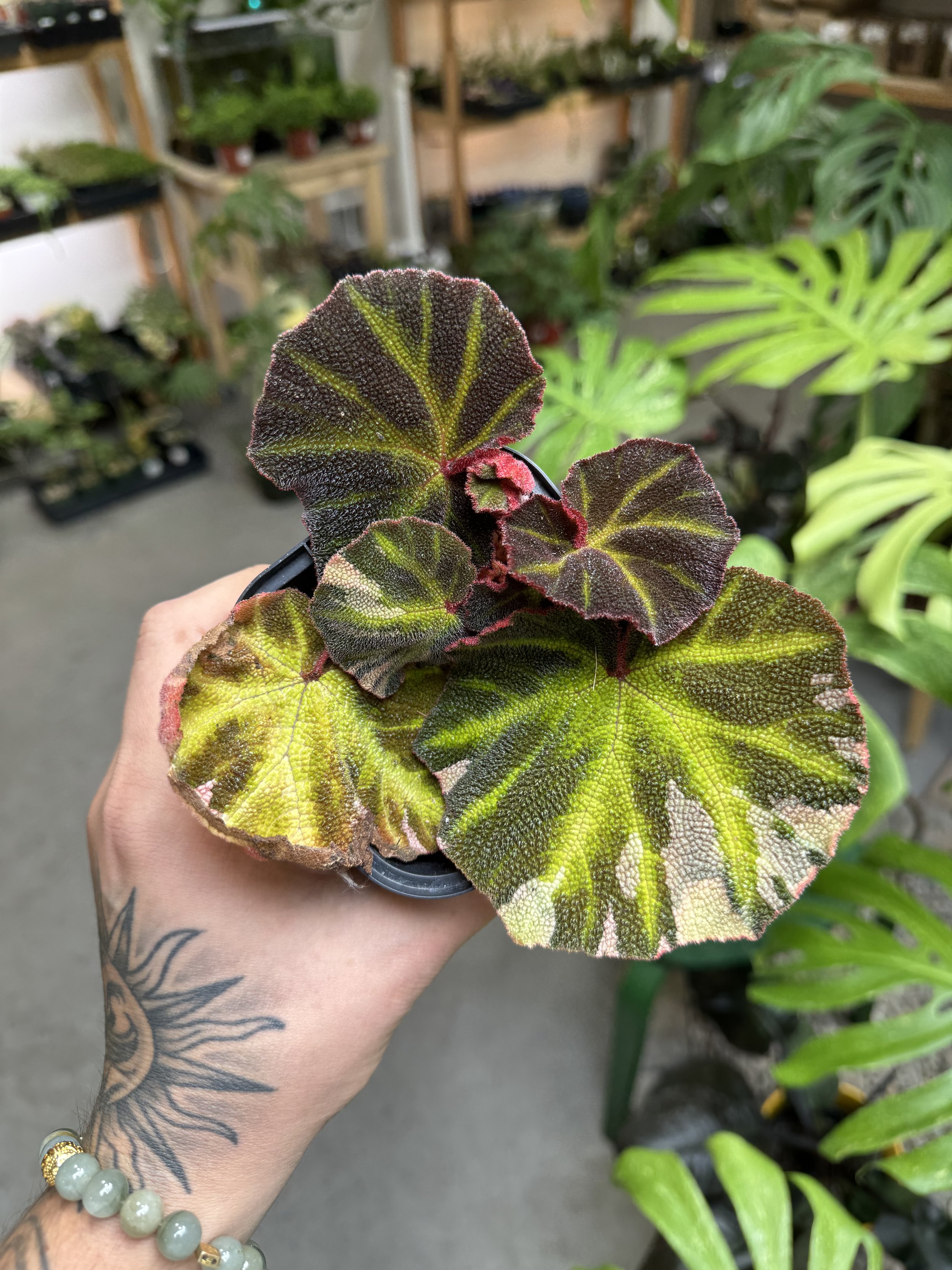 Begonia Soli-Mutata Variegated
