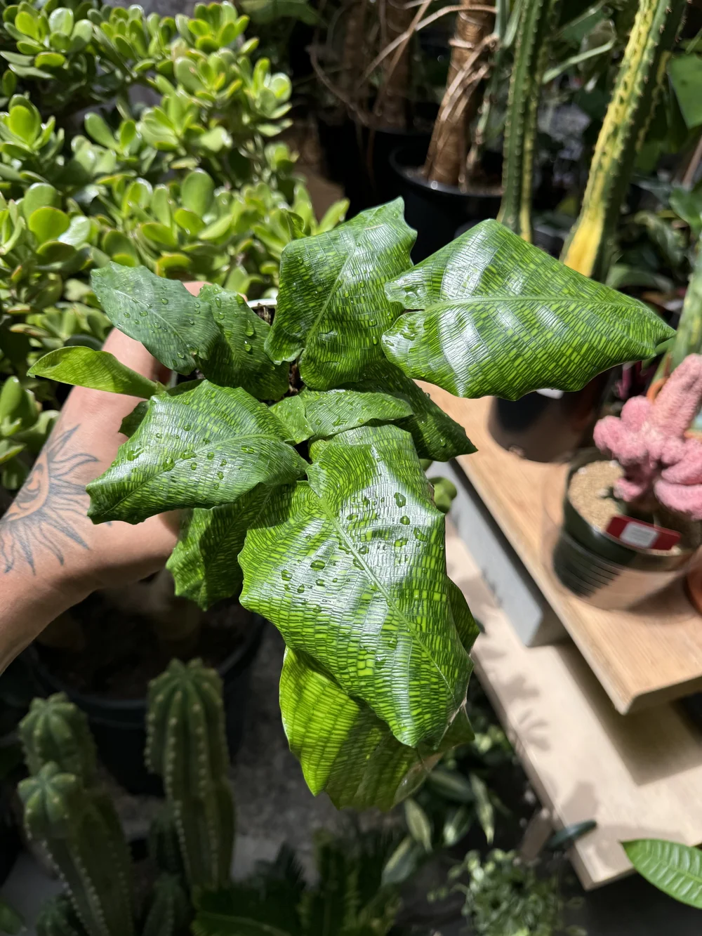 Calathea Musaica  Seattle Plant Daddy