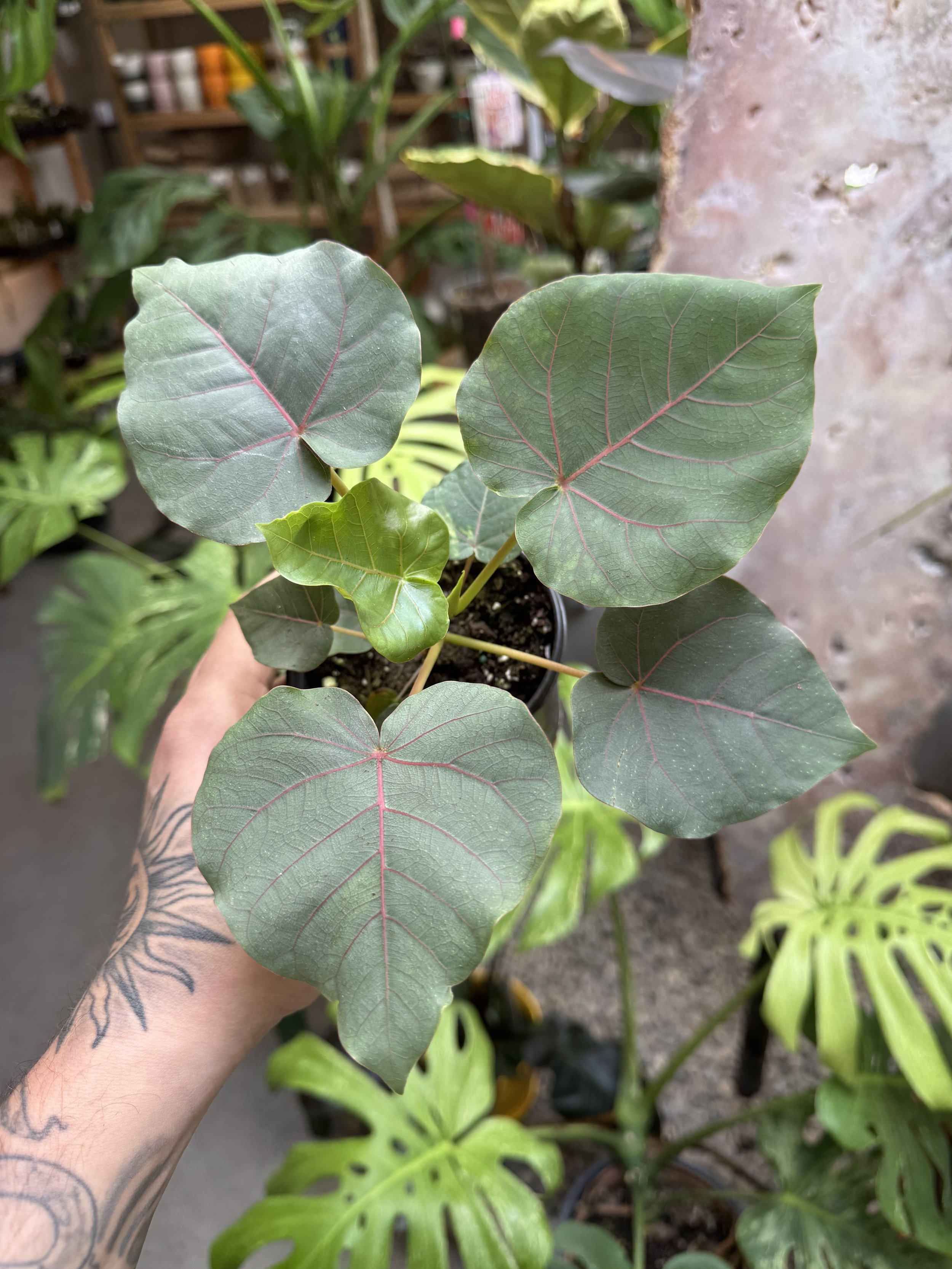 Ficus Petiolaris