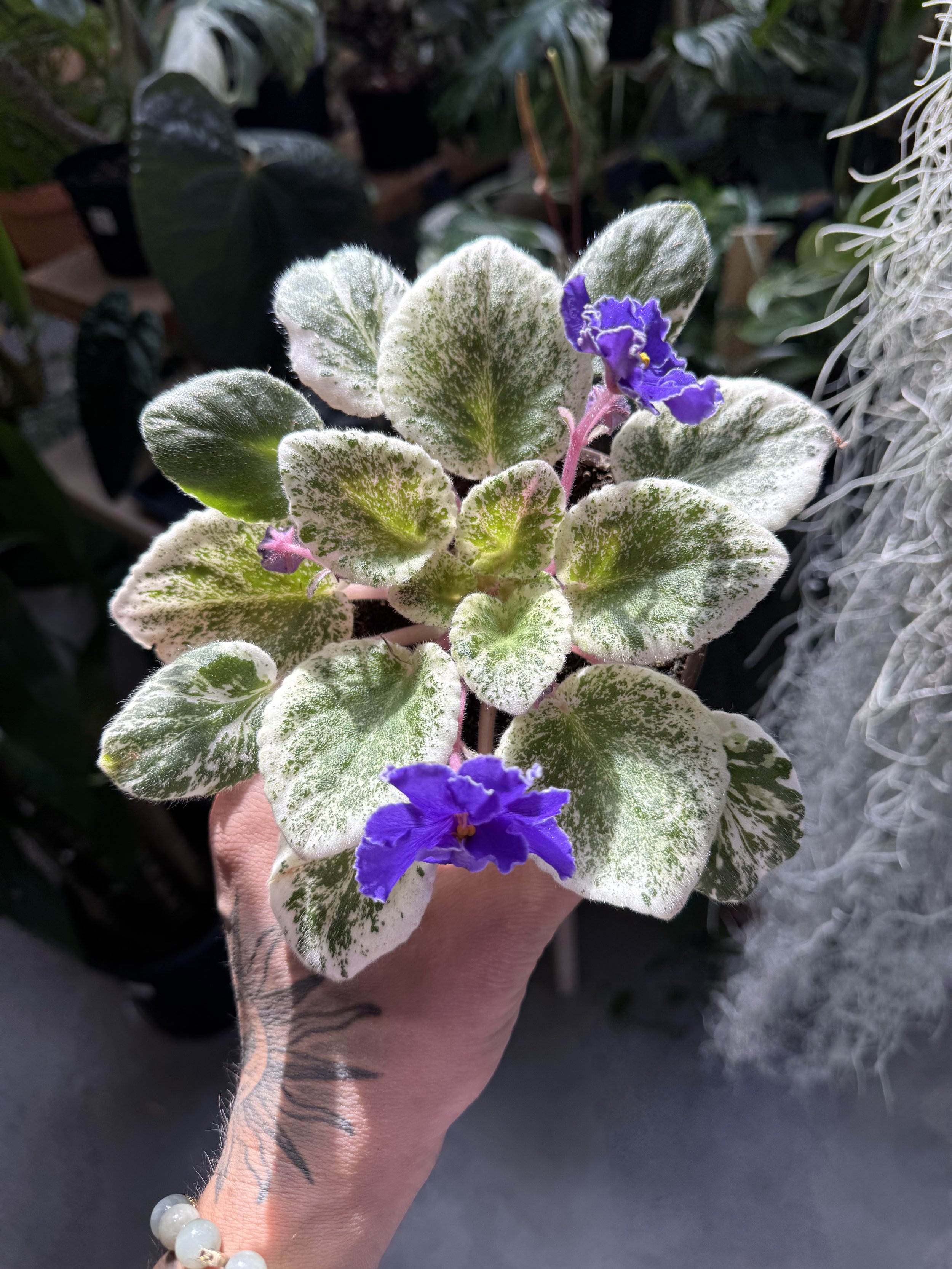 African Violet Variegated