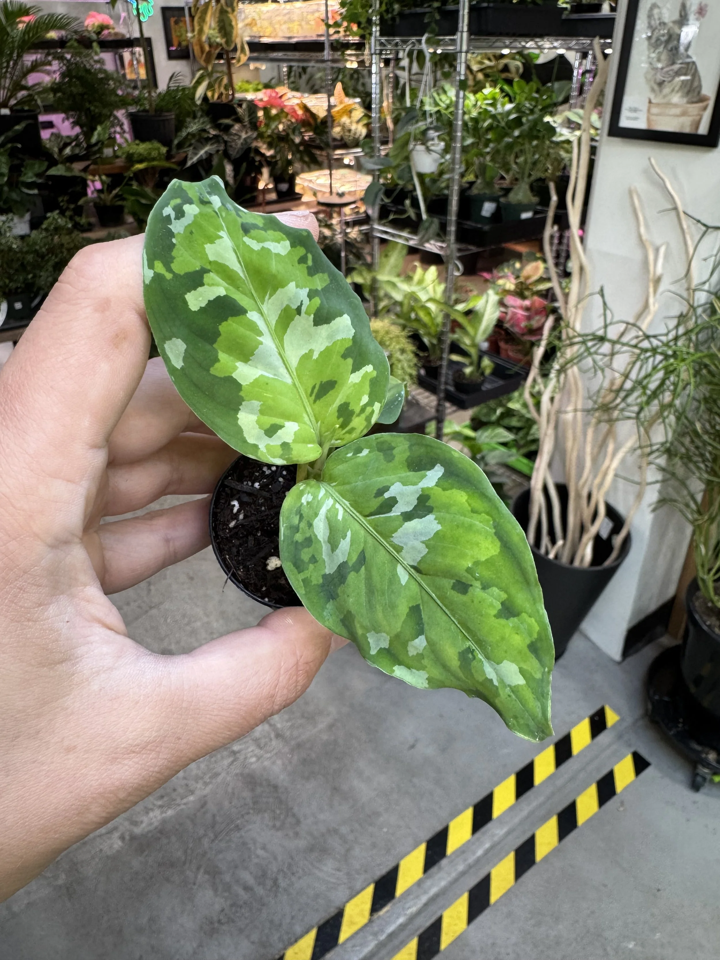 Aglaonema Pictum Tricolor