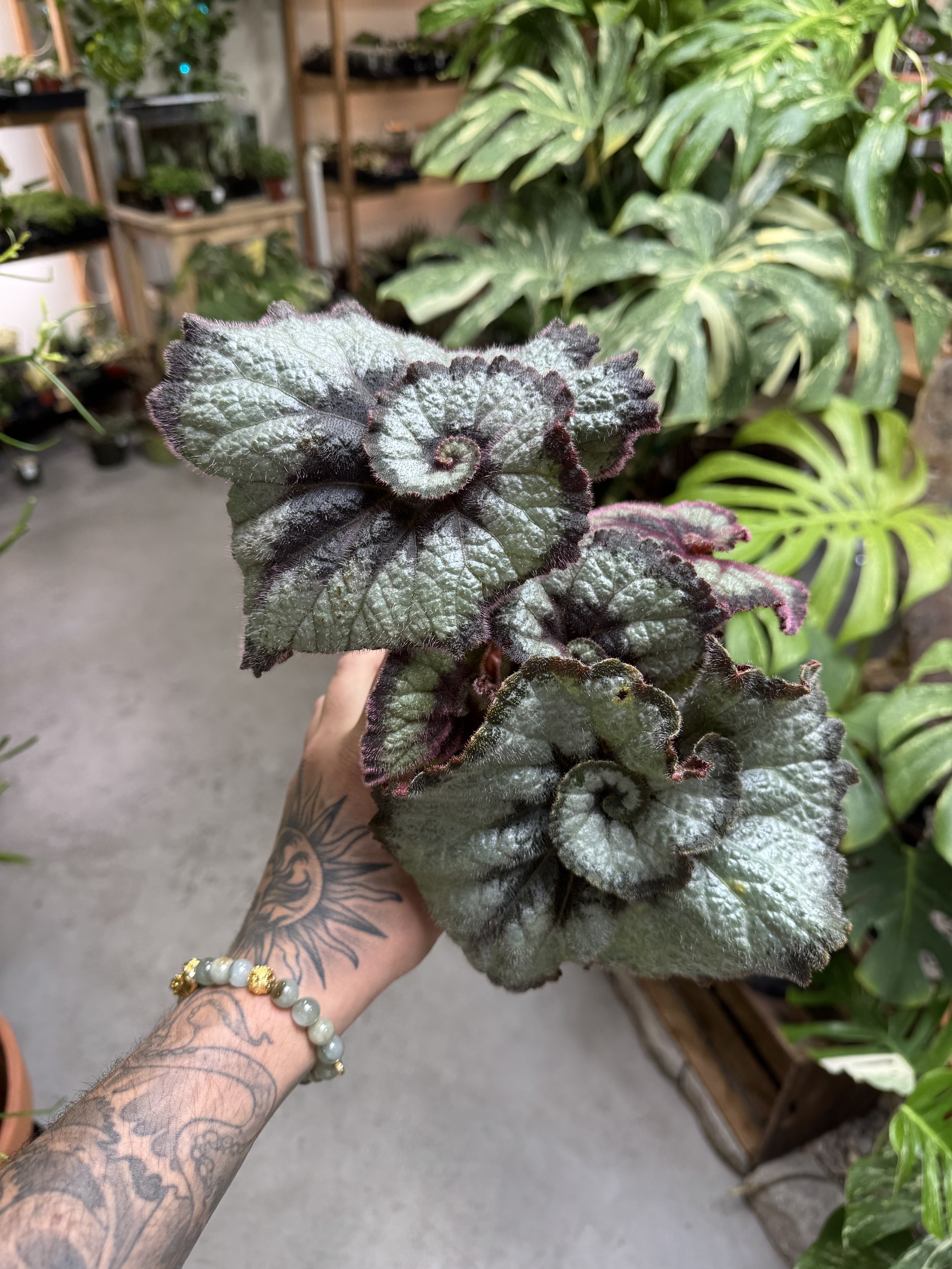 Begonia Escargot