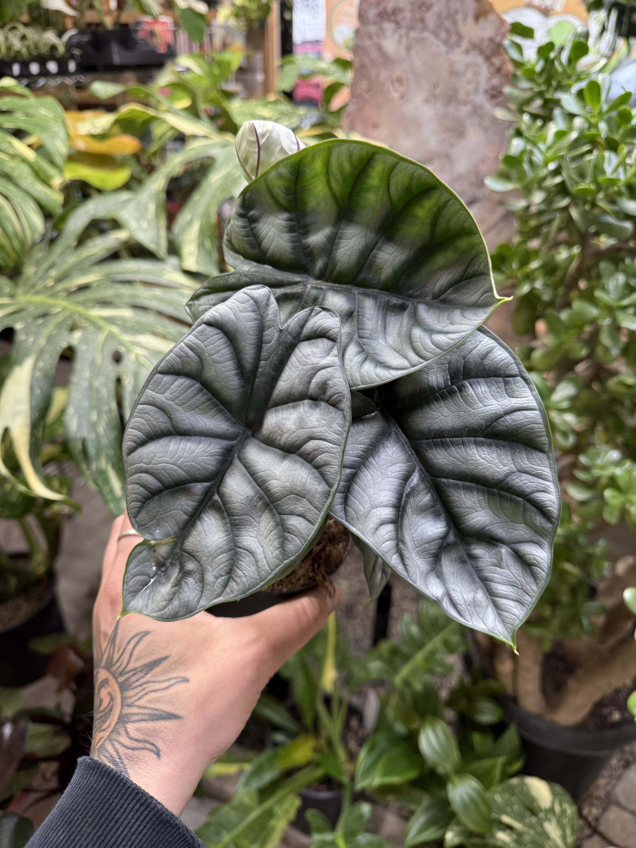 Alocasia Baginda Silver Dragon