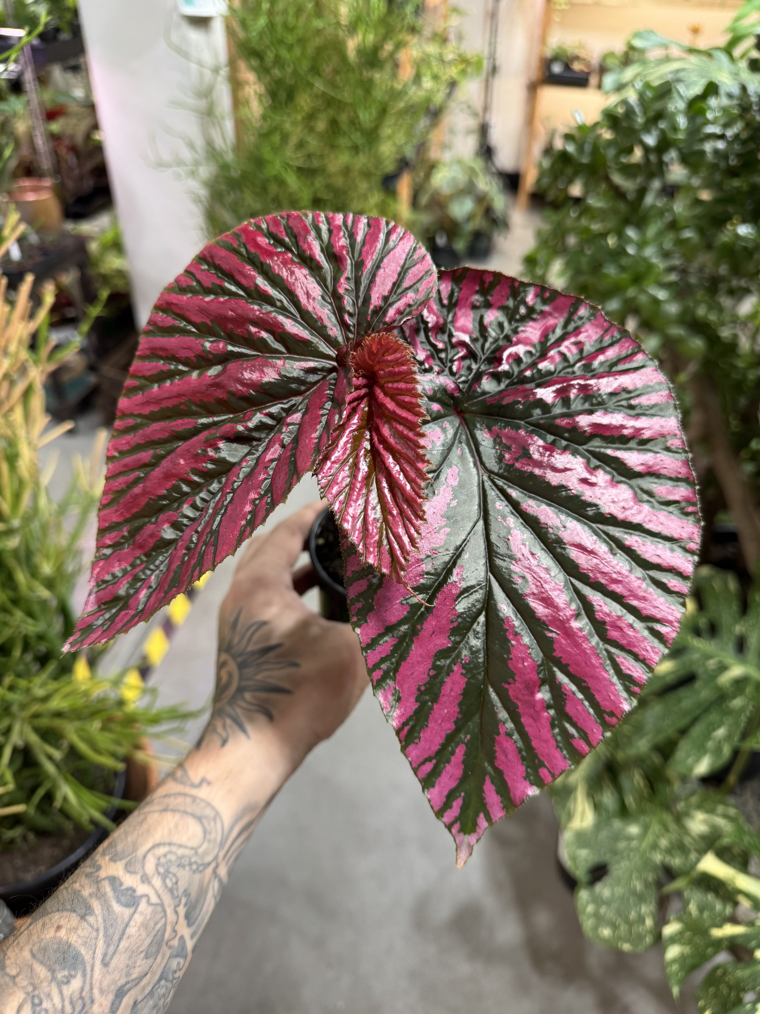 Begonia Brevirimosa Exotica