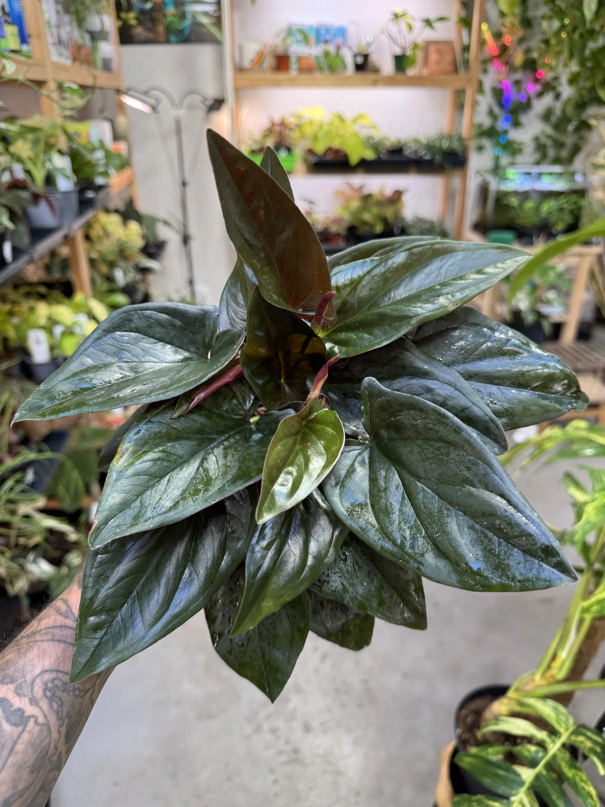Syngonium Erythrophyllum Red Arrow