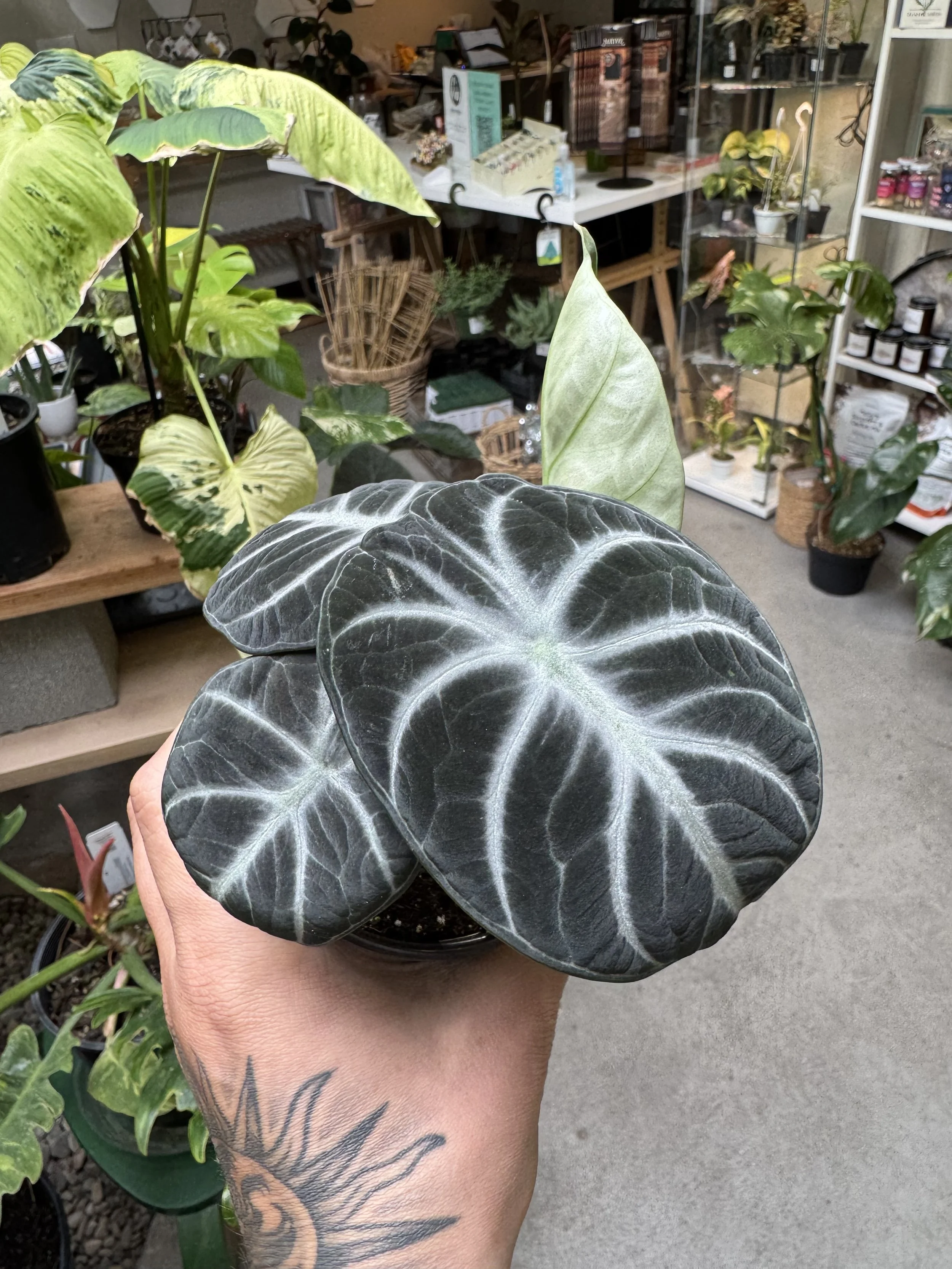 Alocasia Ninja