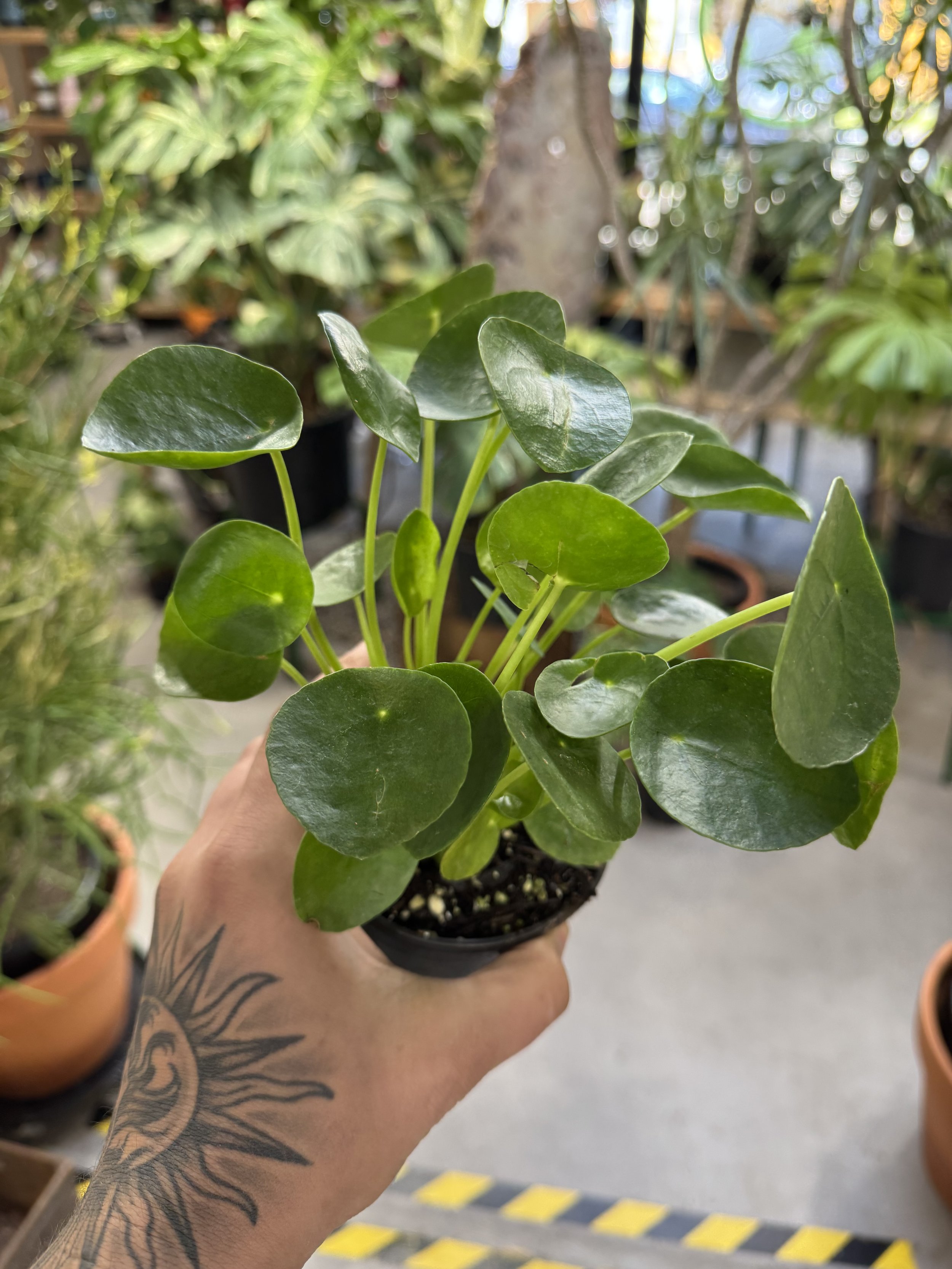 Pilea Peperomioides