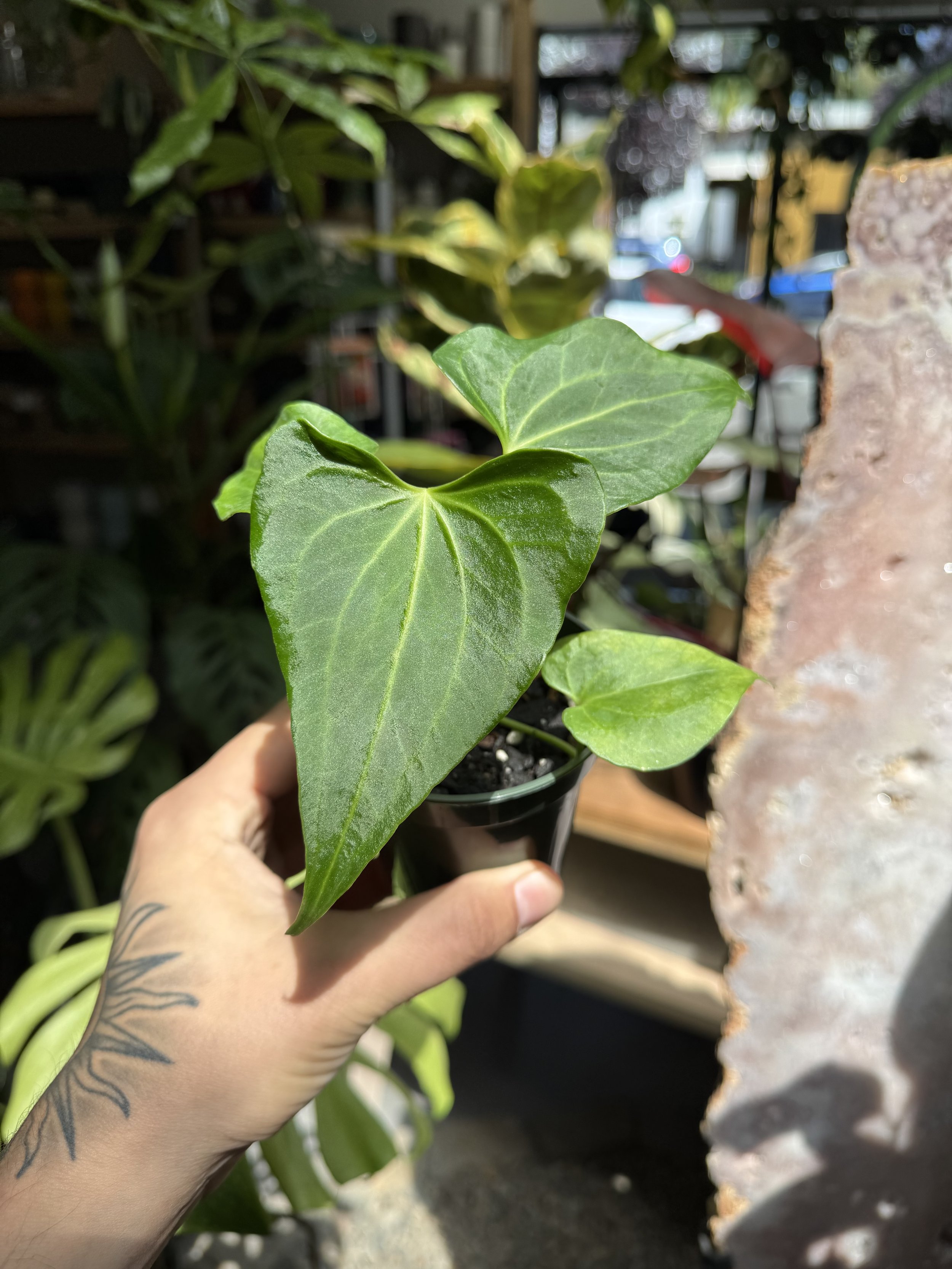 Anthurium Delta Force