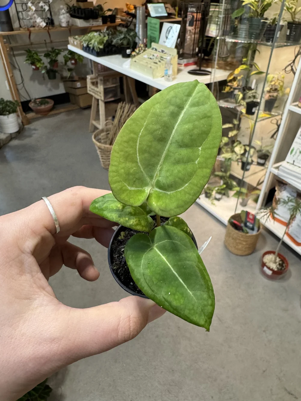 Anthurium Ace of Spades — Seattle Plant Daddy 