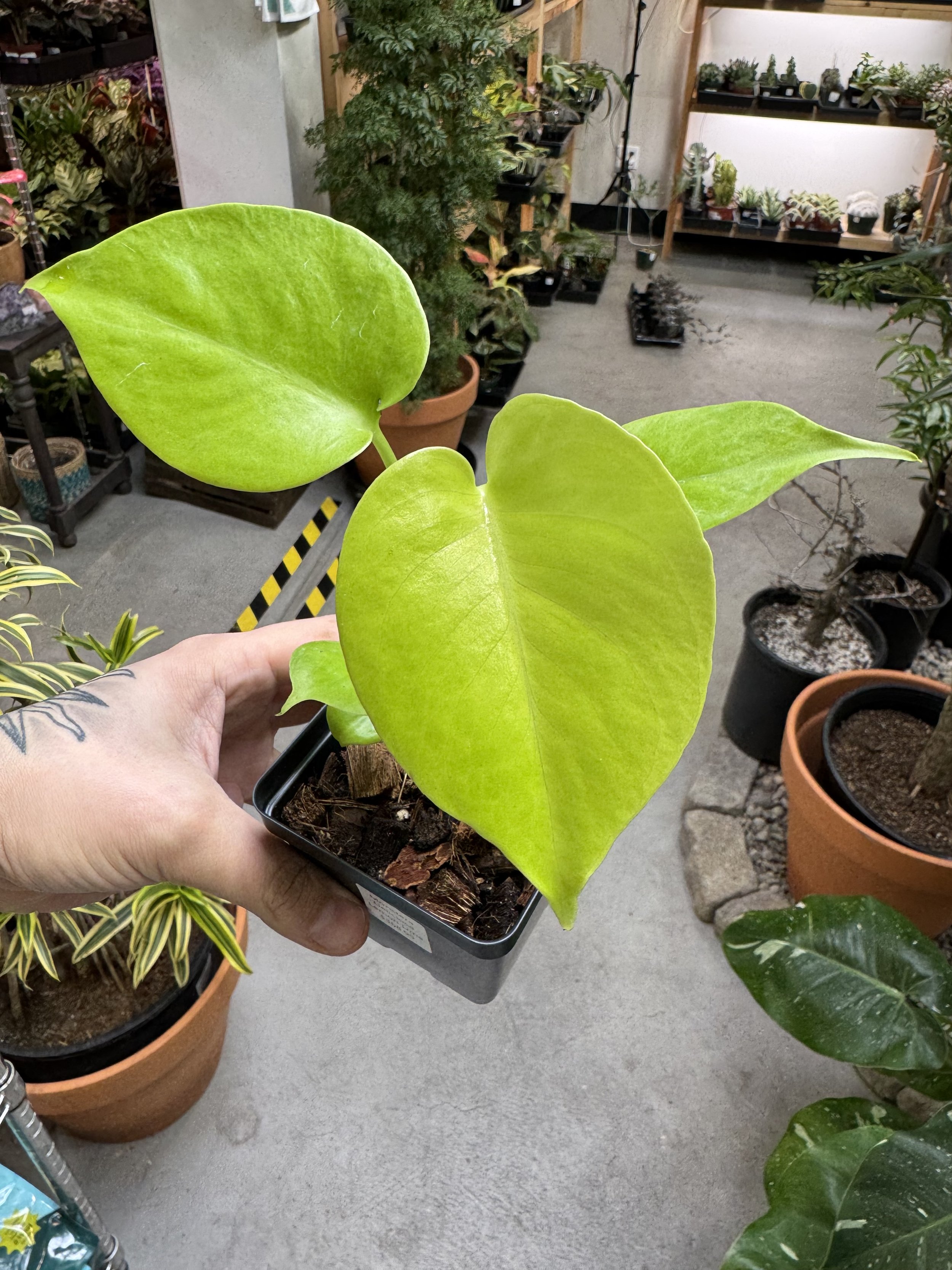 Monstera Deliciosa Lemon Lime