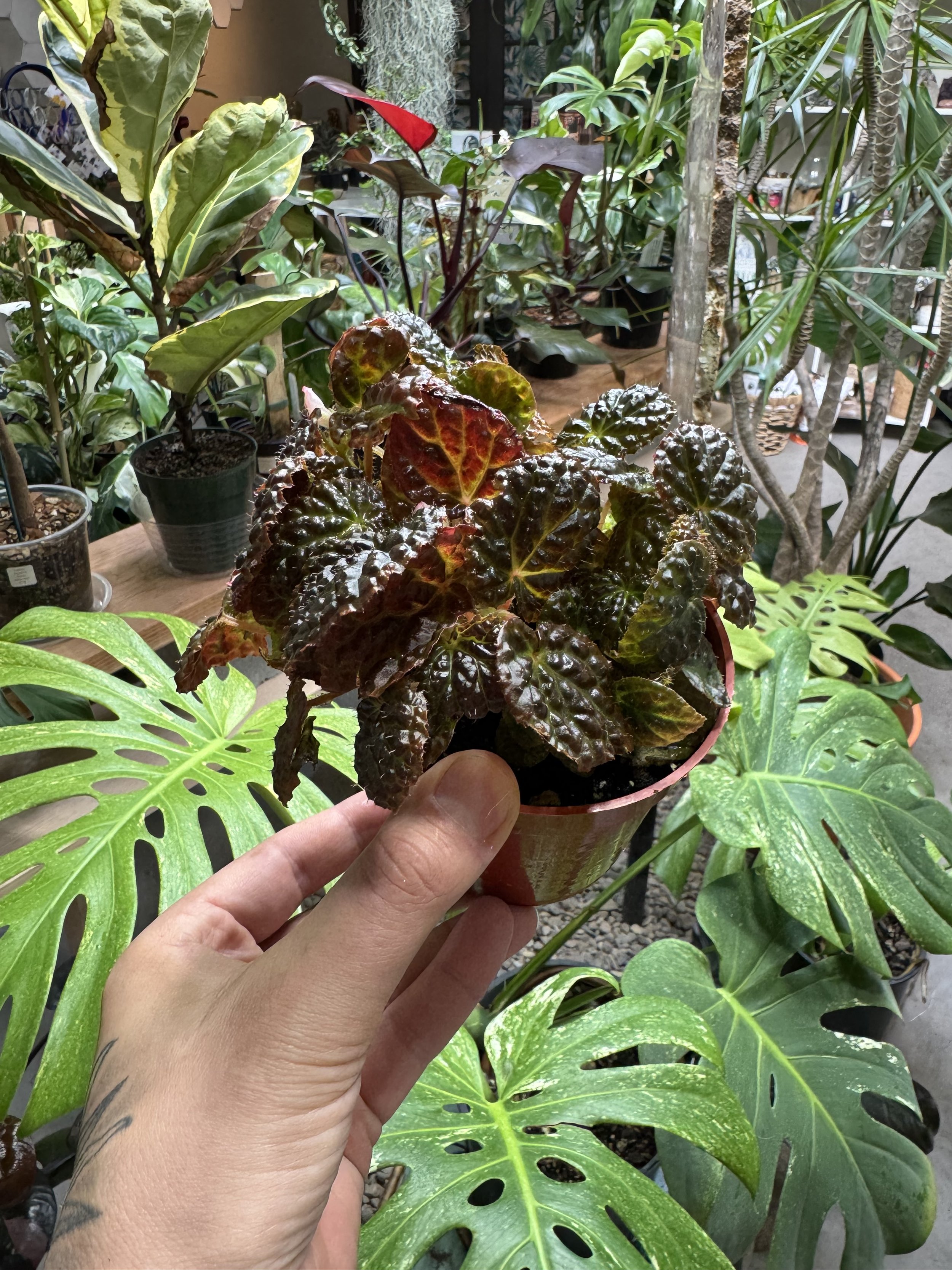 Begonia Ruby Dragon