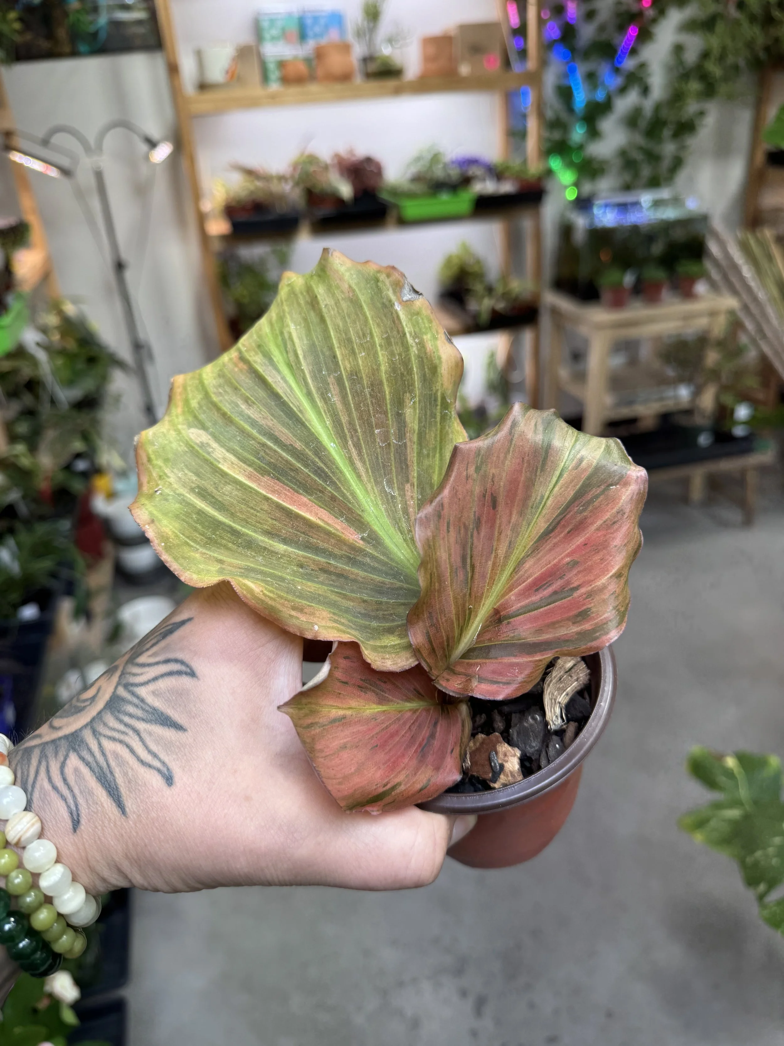 Kaempferia Galanga Variegated