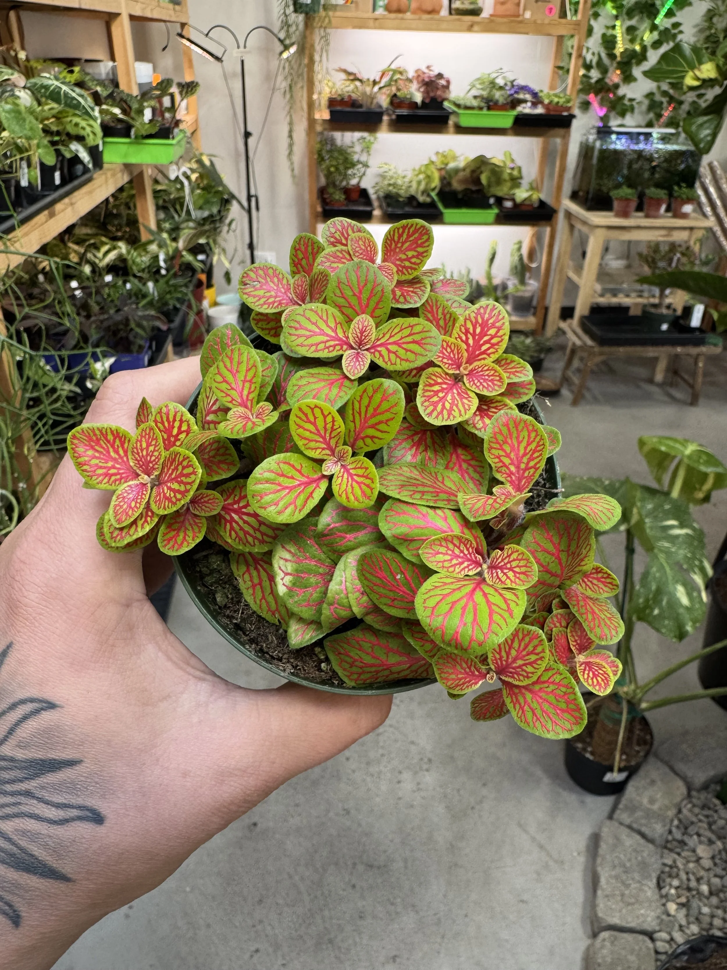 Fittonia Skeleton