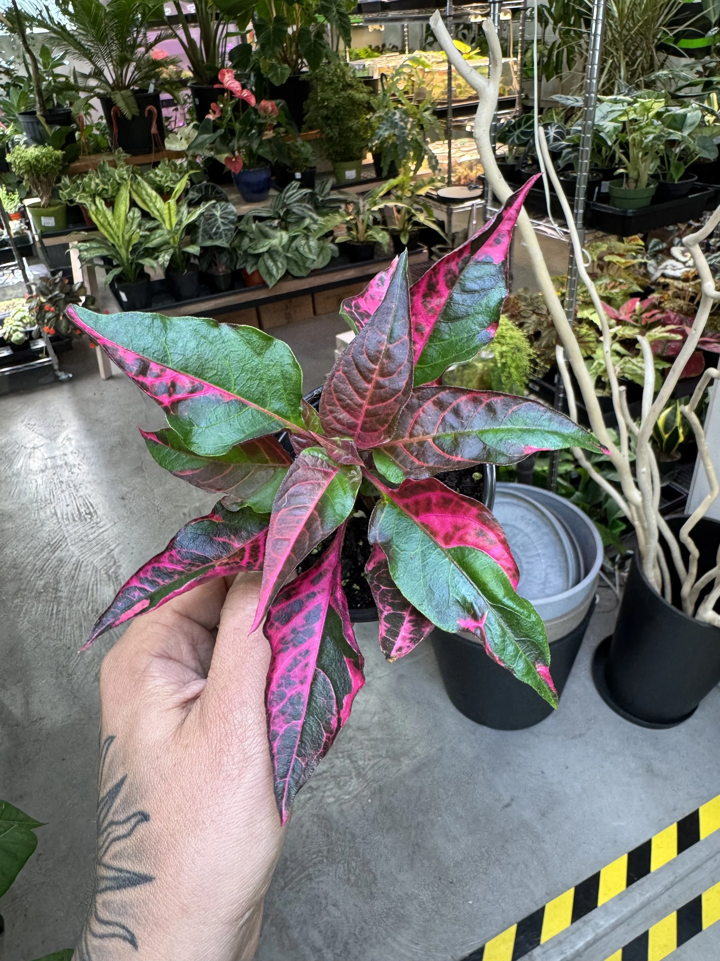 Alternanthera Party Time