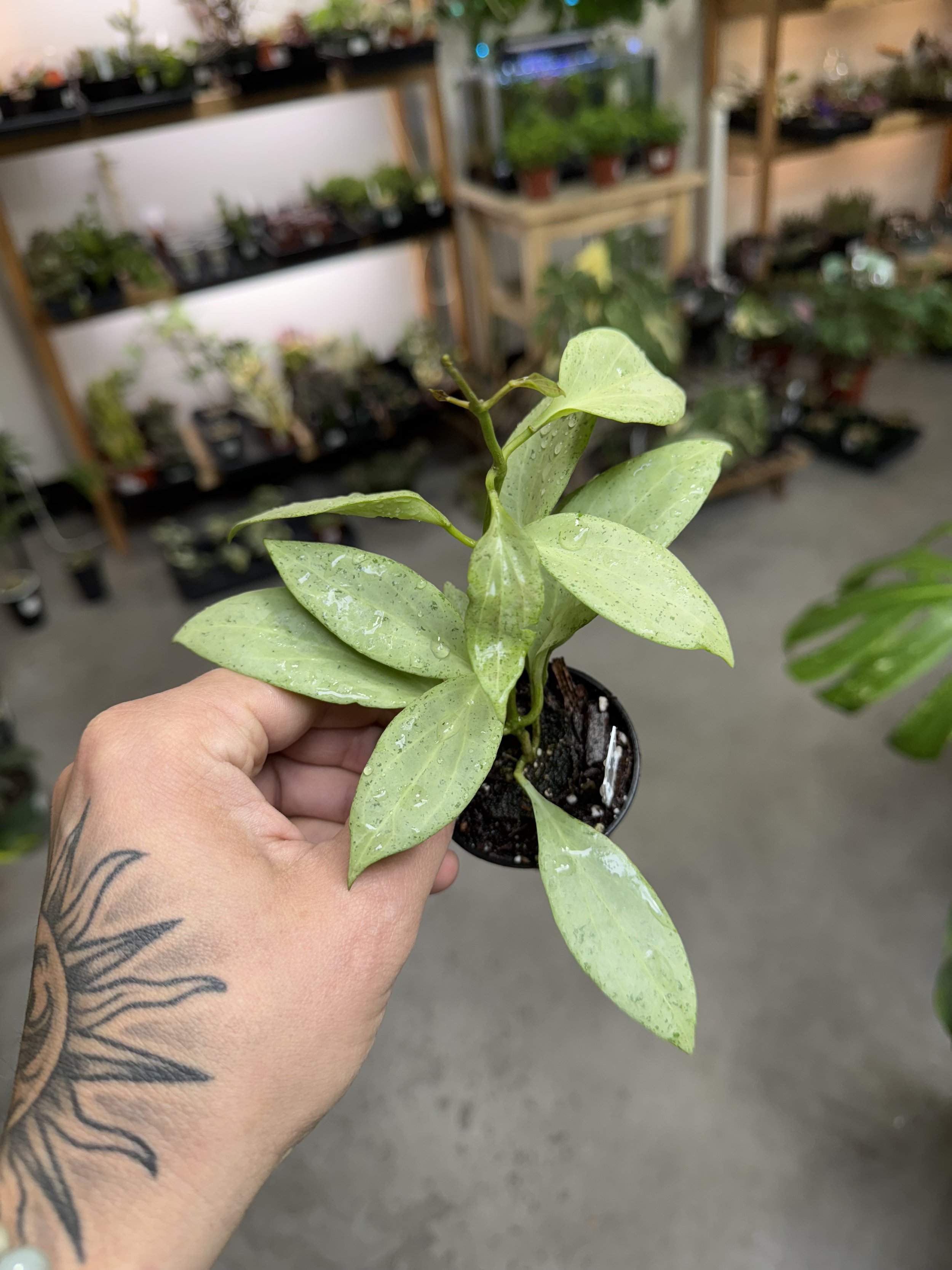 Hoya Nicholsoniae 'New Guinea Ghost'