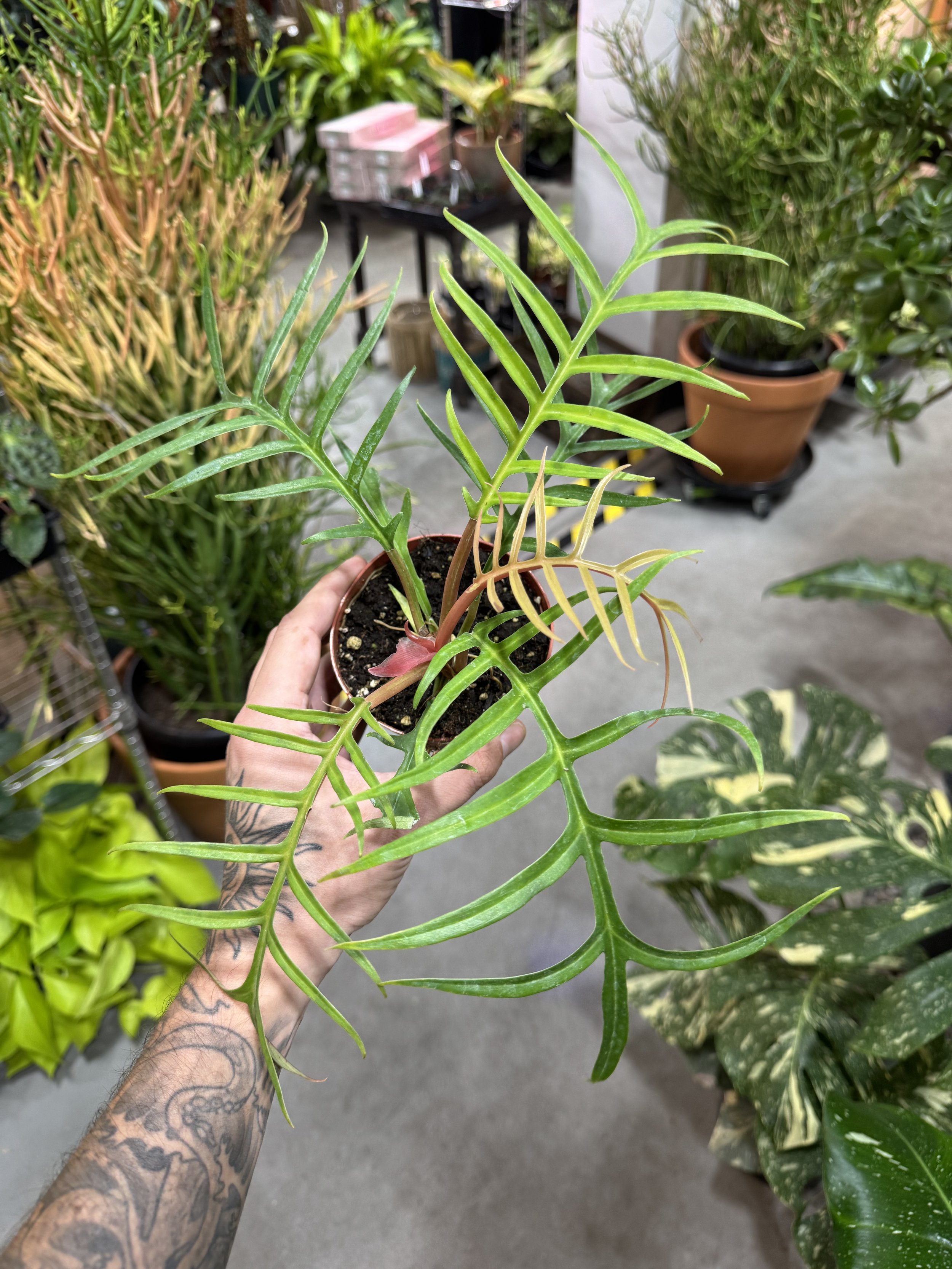 Philodendron Tortum