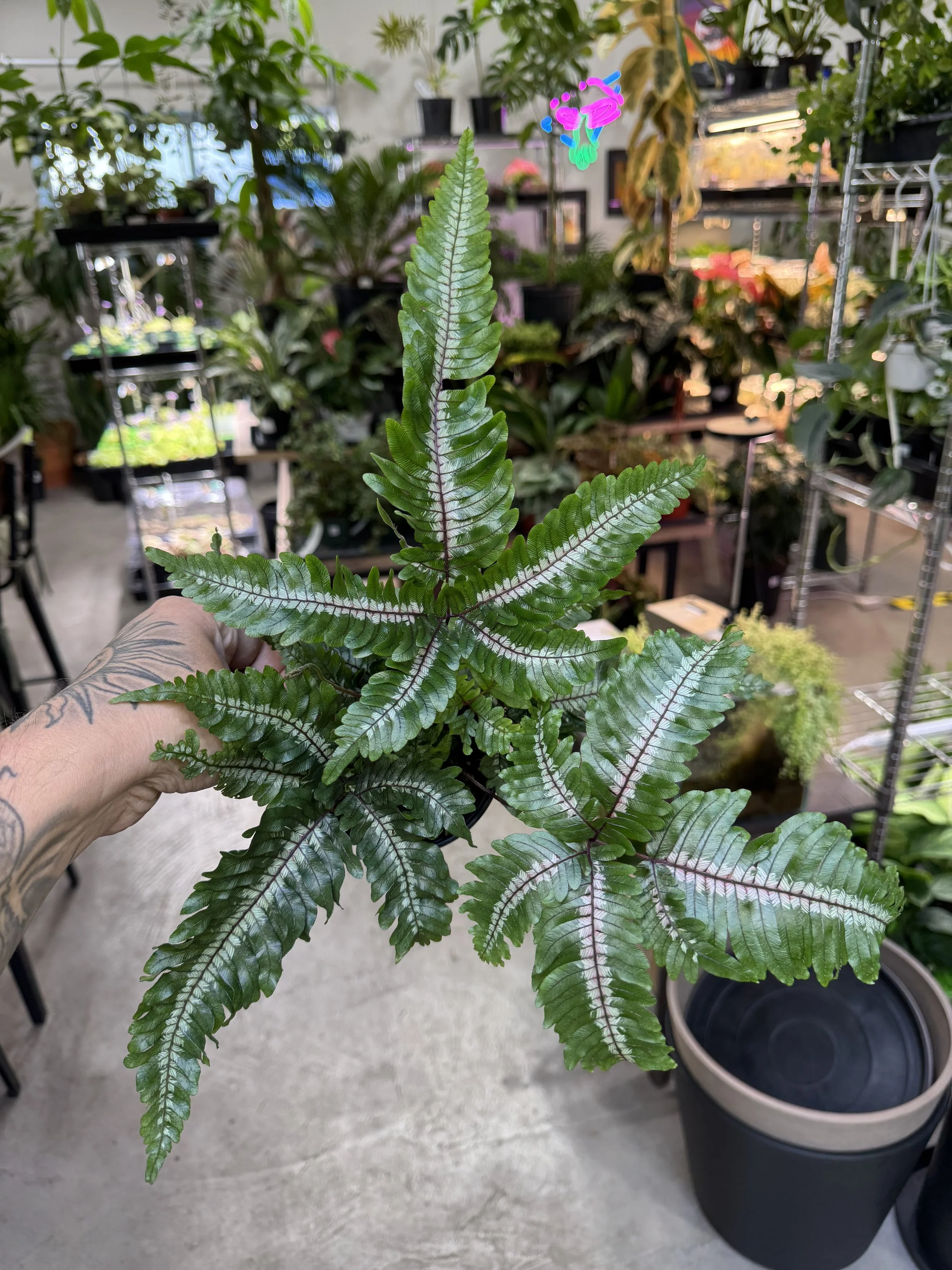 Pteris Aspericaulis Tricolor