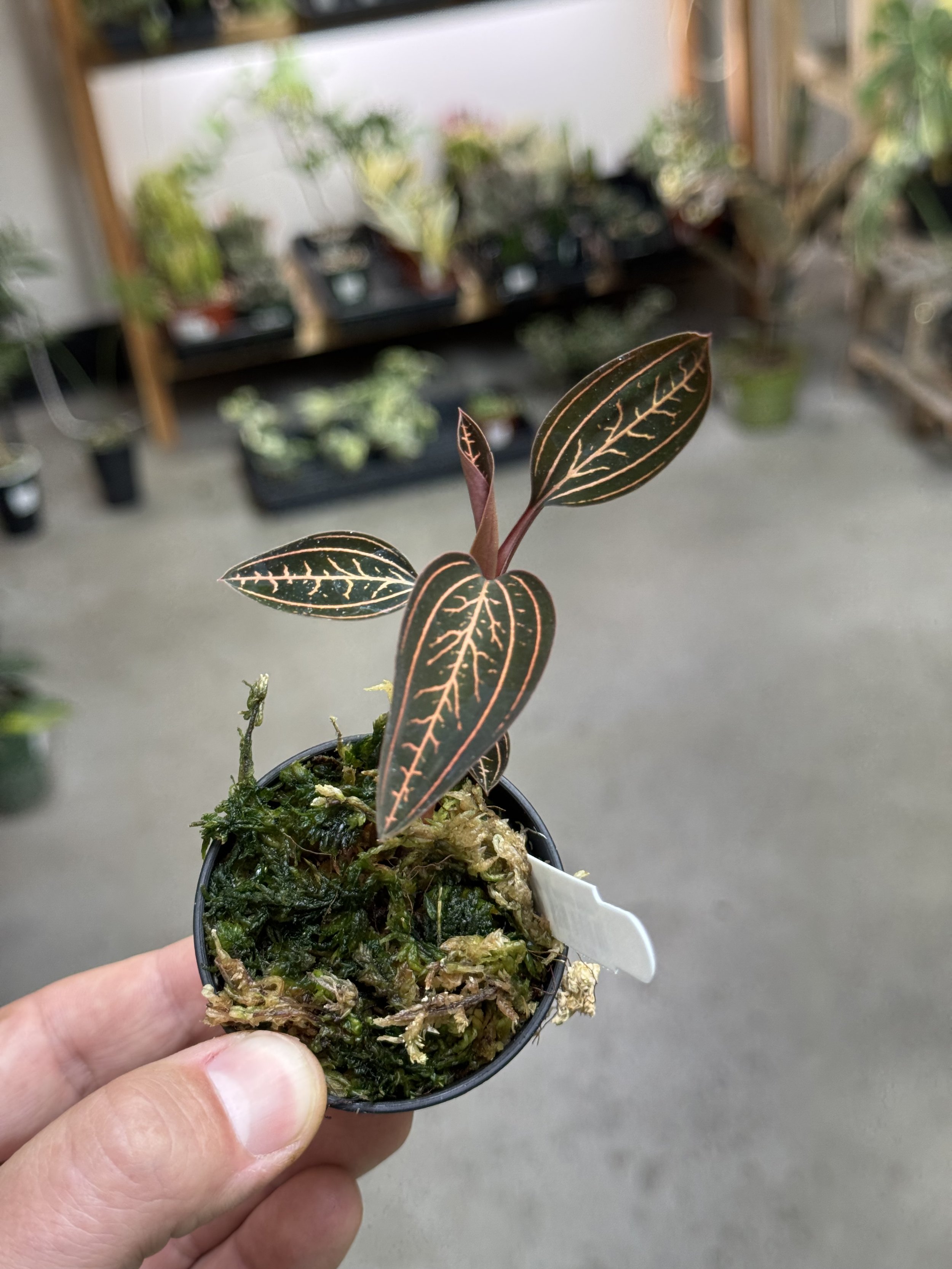 Ludisia Discolor 'Spiderman'