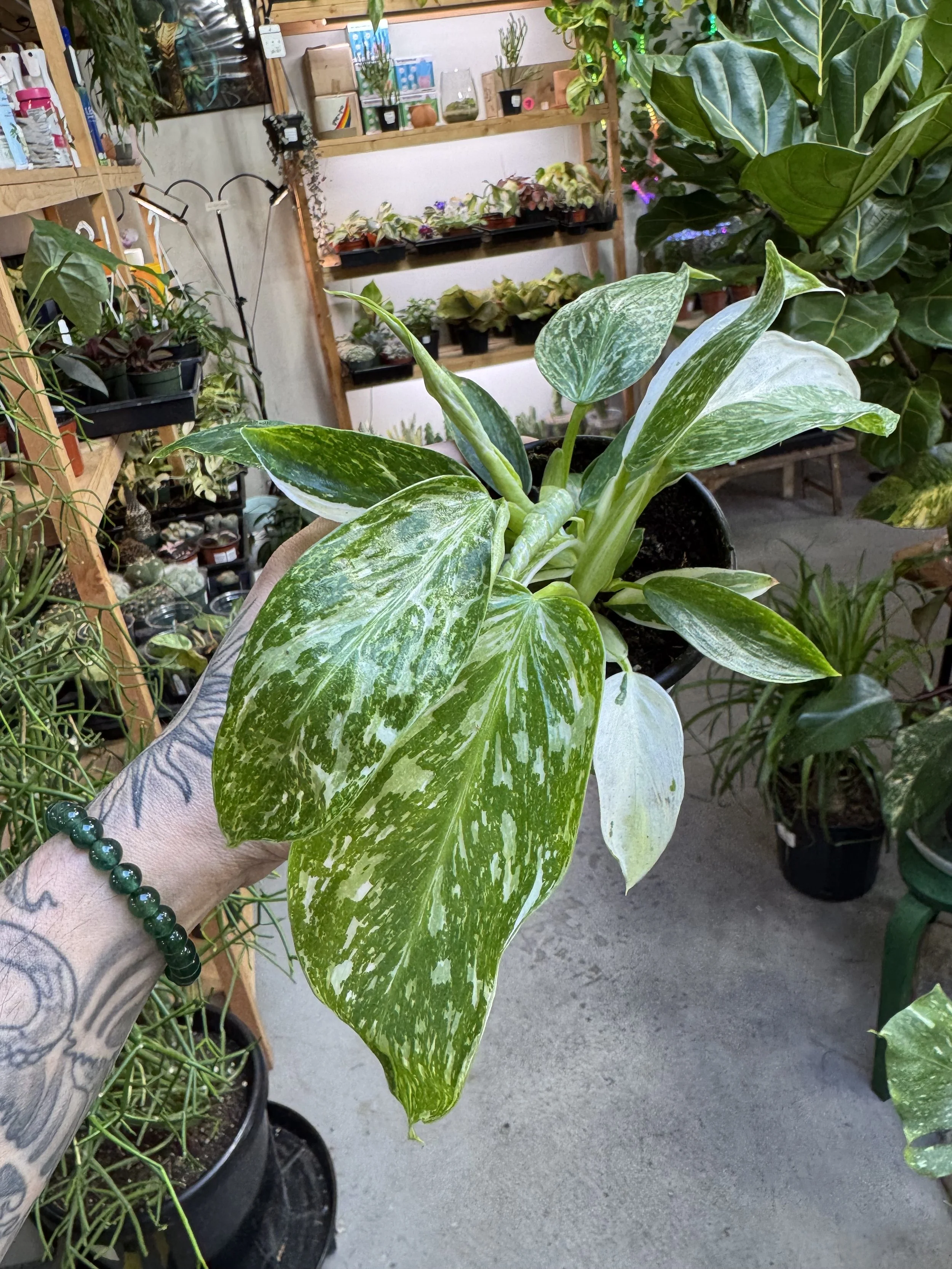 Philodendron Jose Buono Variegated