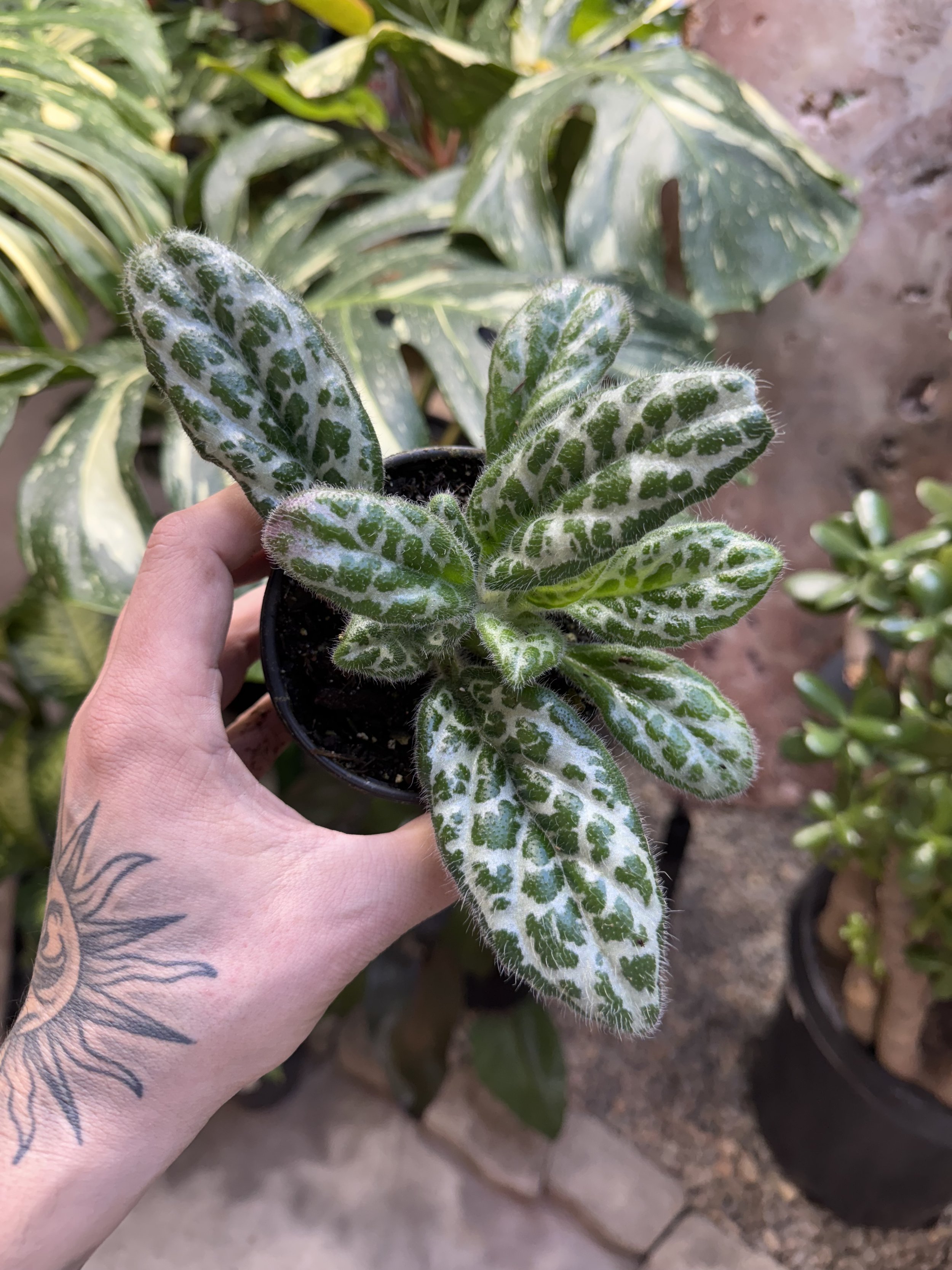 Primulina Dryas 'Pretty Turtle'