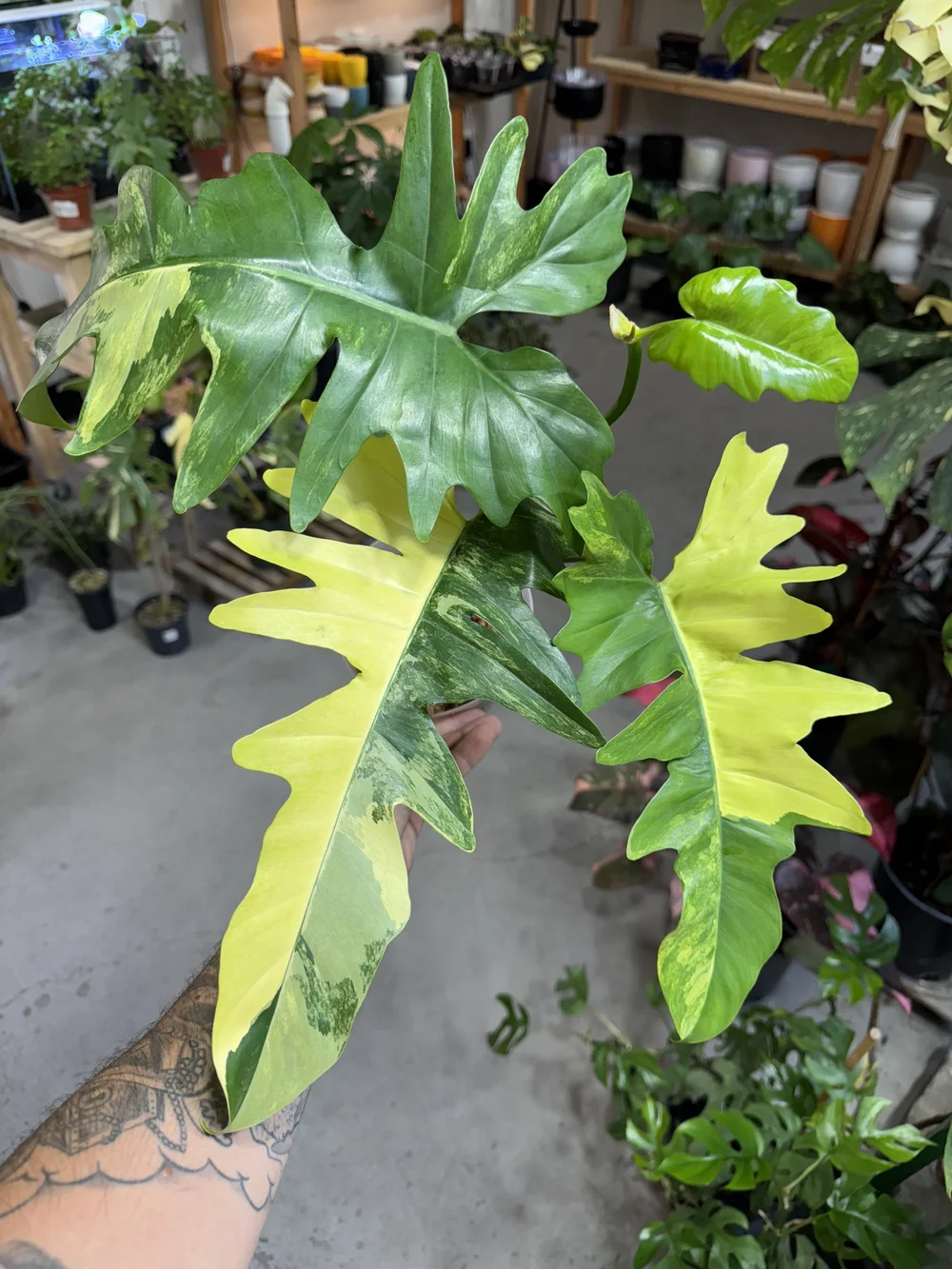 Philodendron Florida Beauty Variegated x Mayoi Tahiti