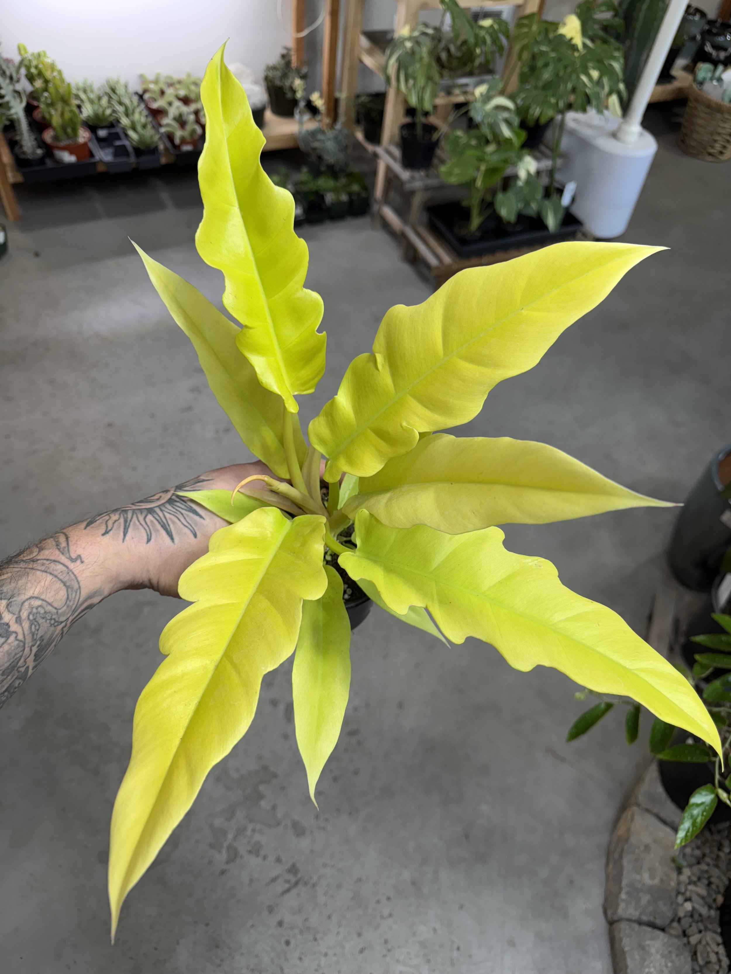 Philodendron Golden Crocodile