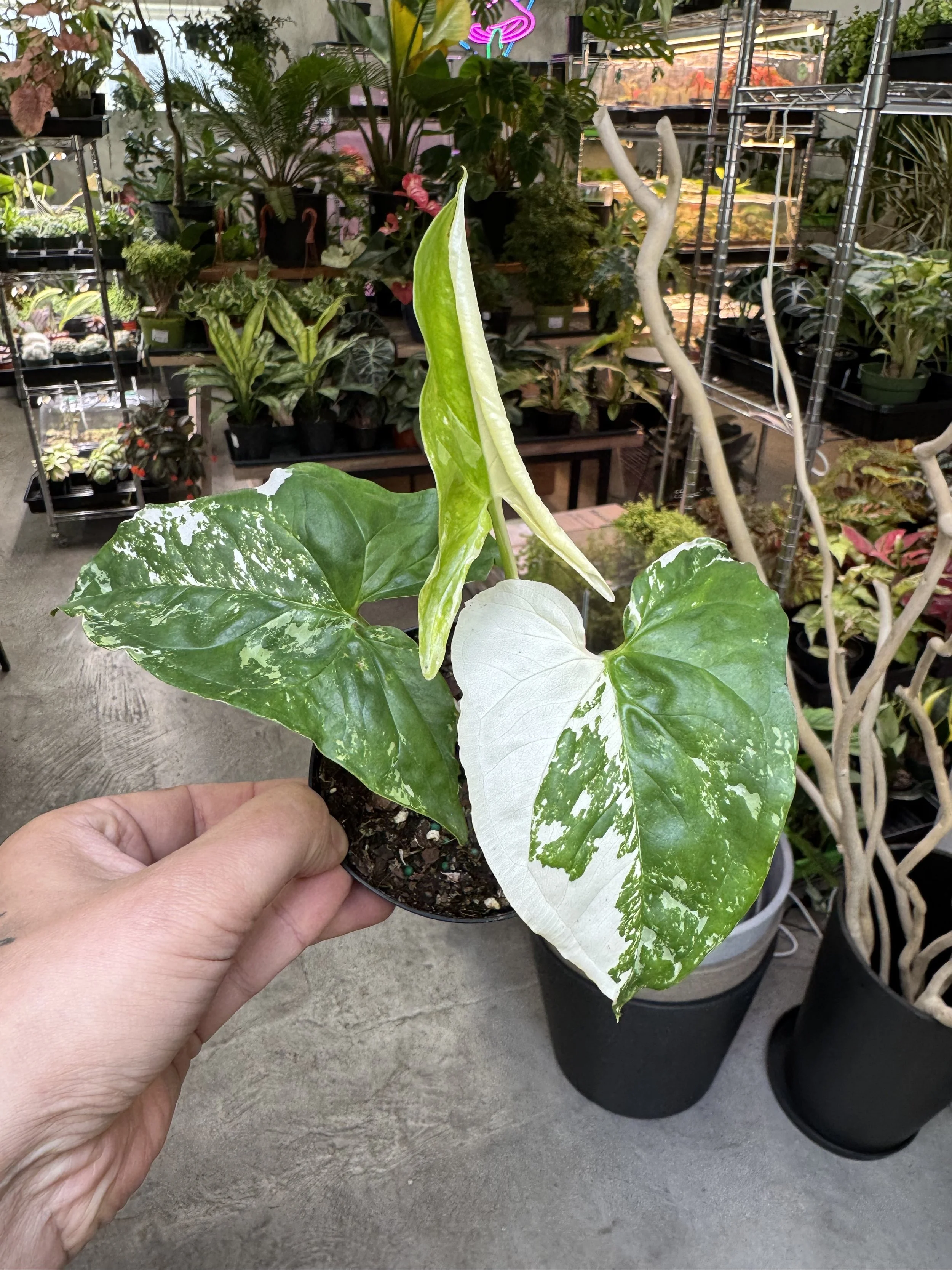Syngonium pod. Albo