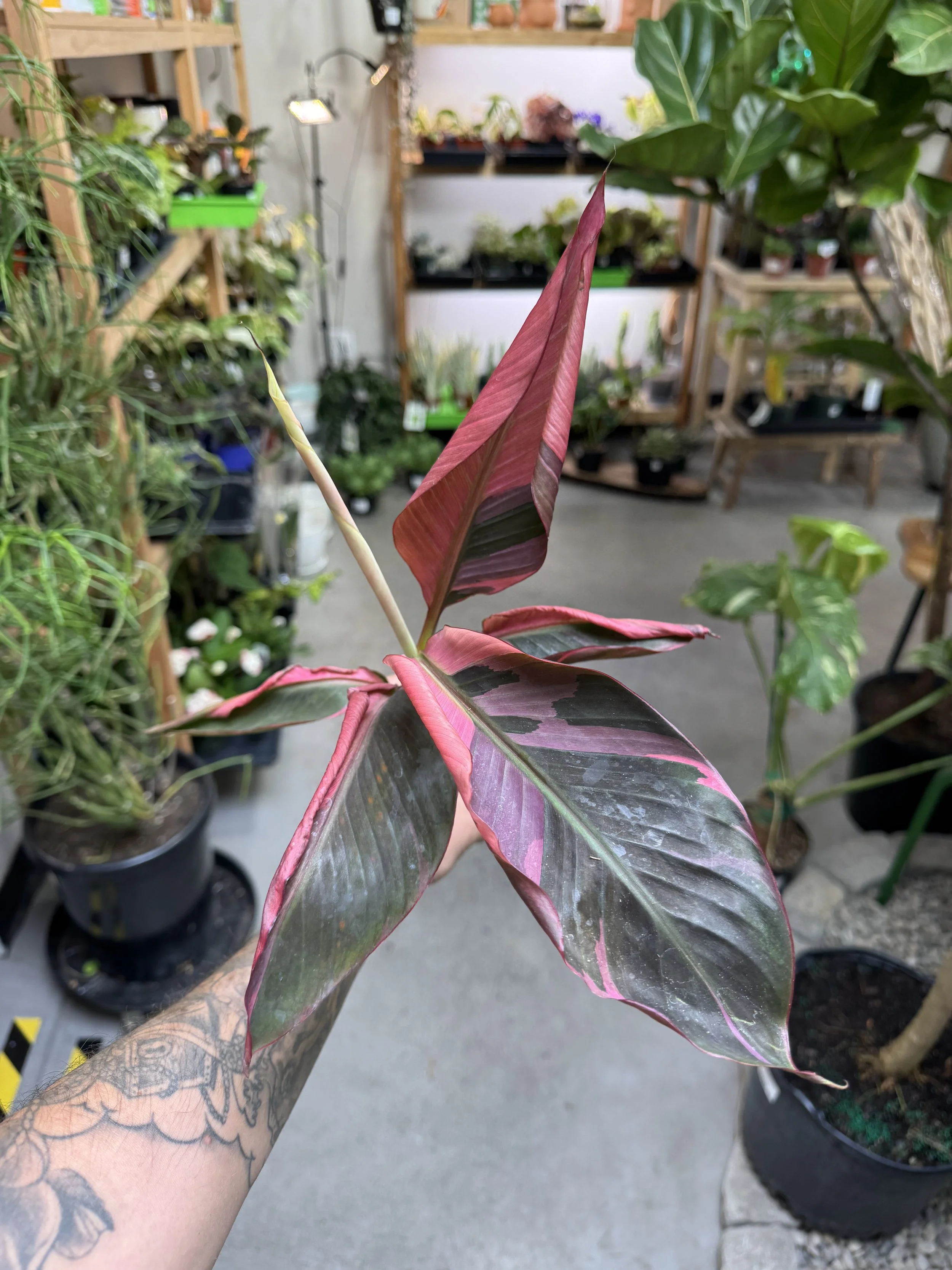 Musa Pink Nono 'Banana'