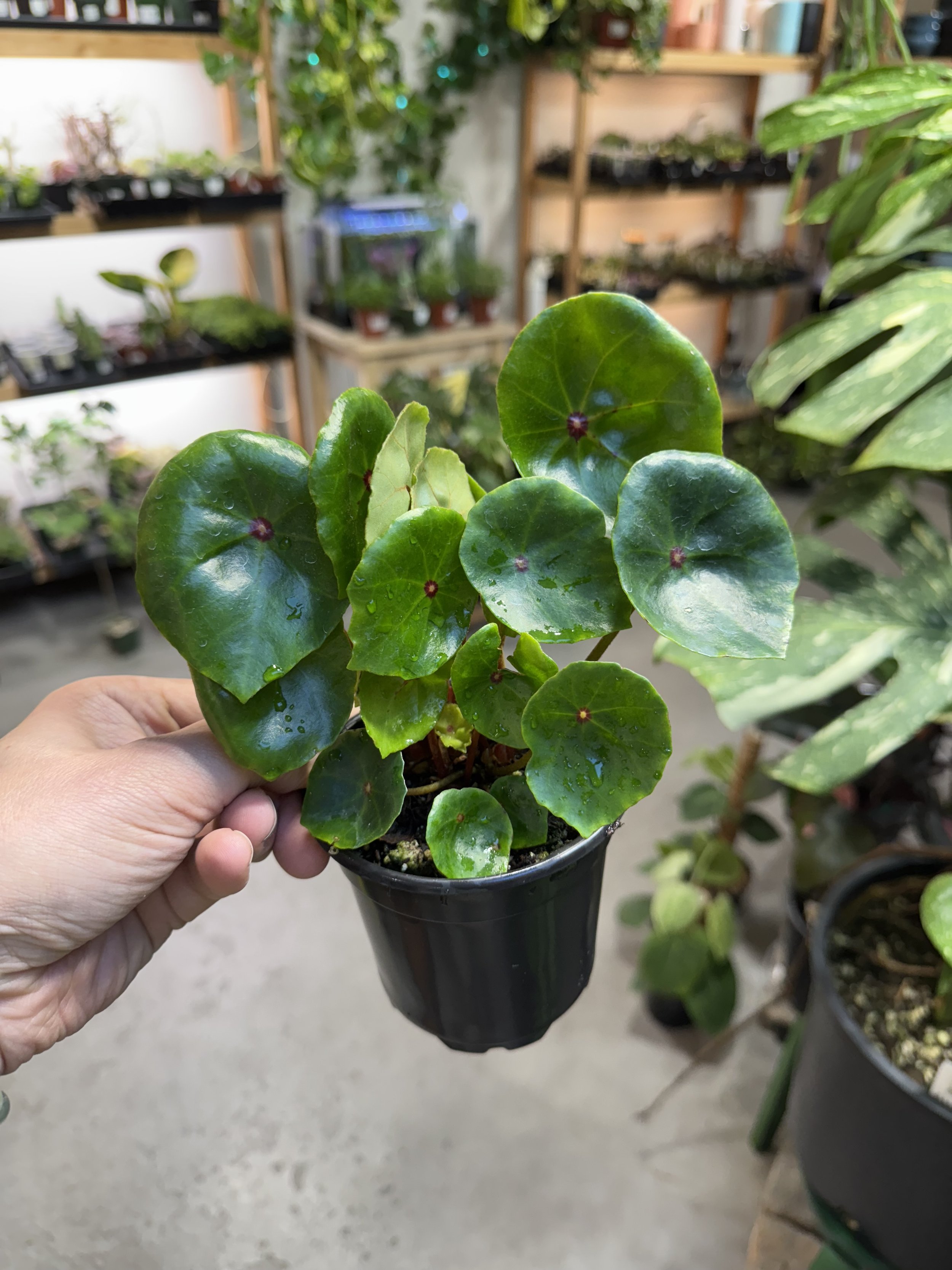 Begonia Conchifolia