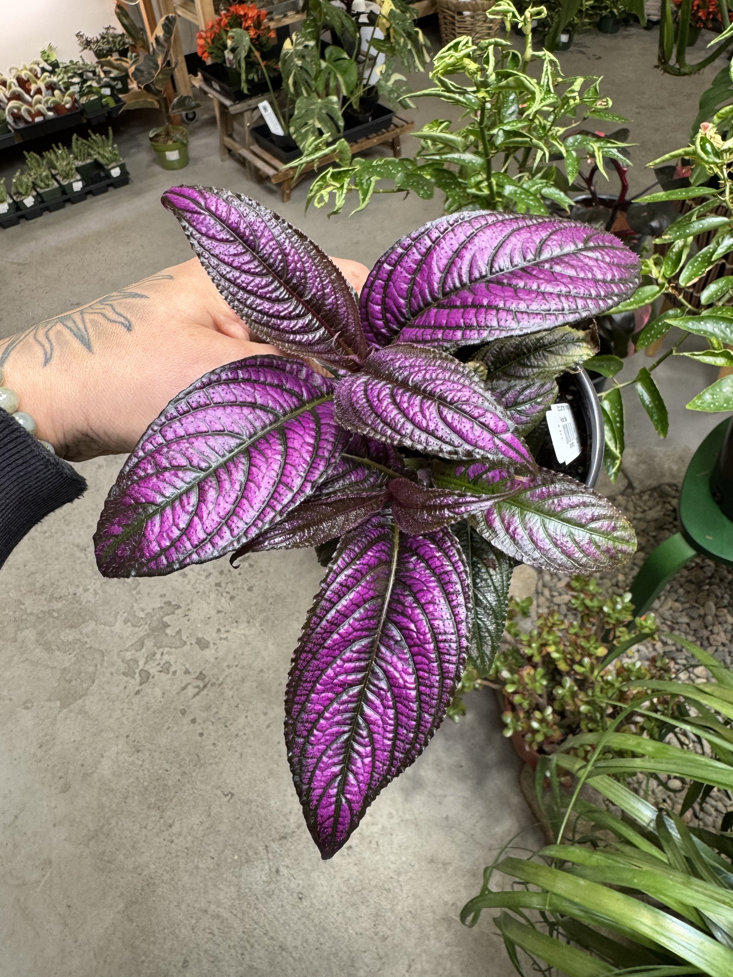 Persian Shield