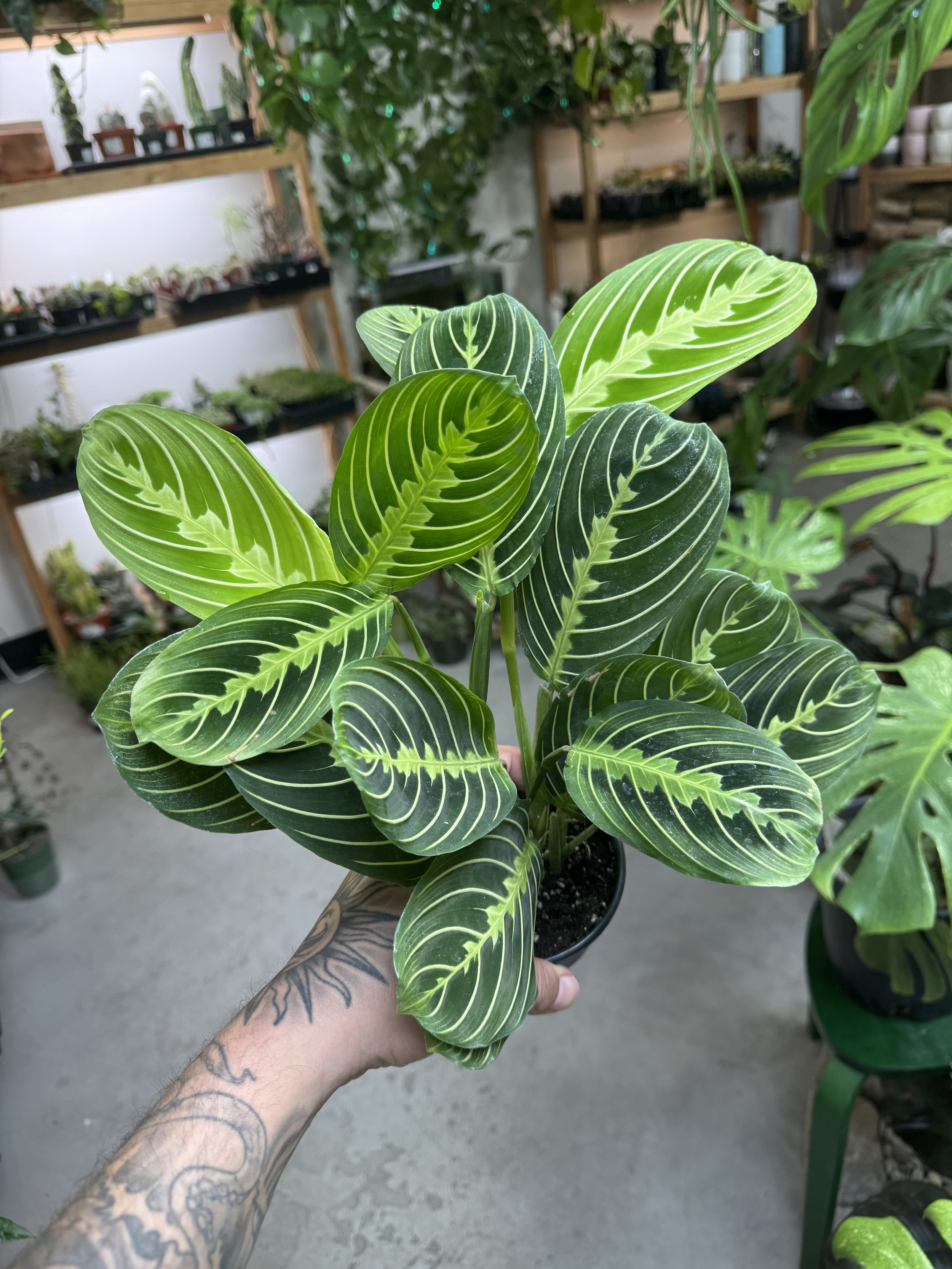 Lemon Lime Maranta