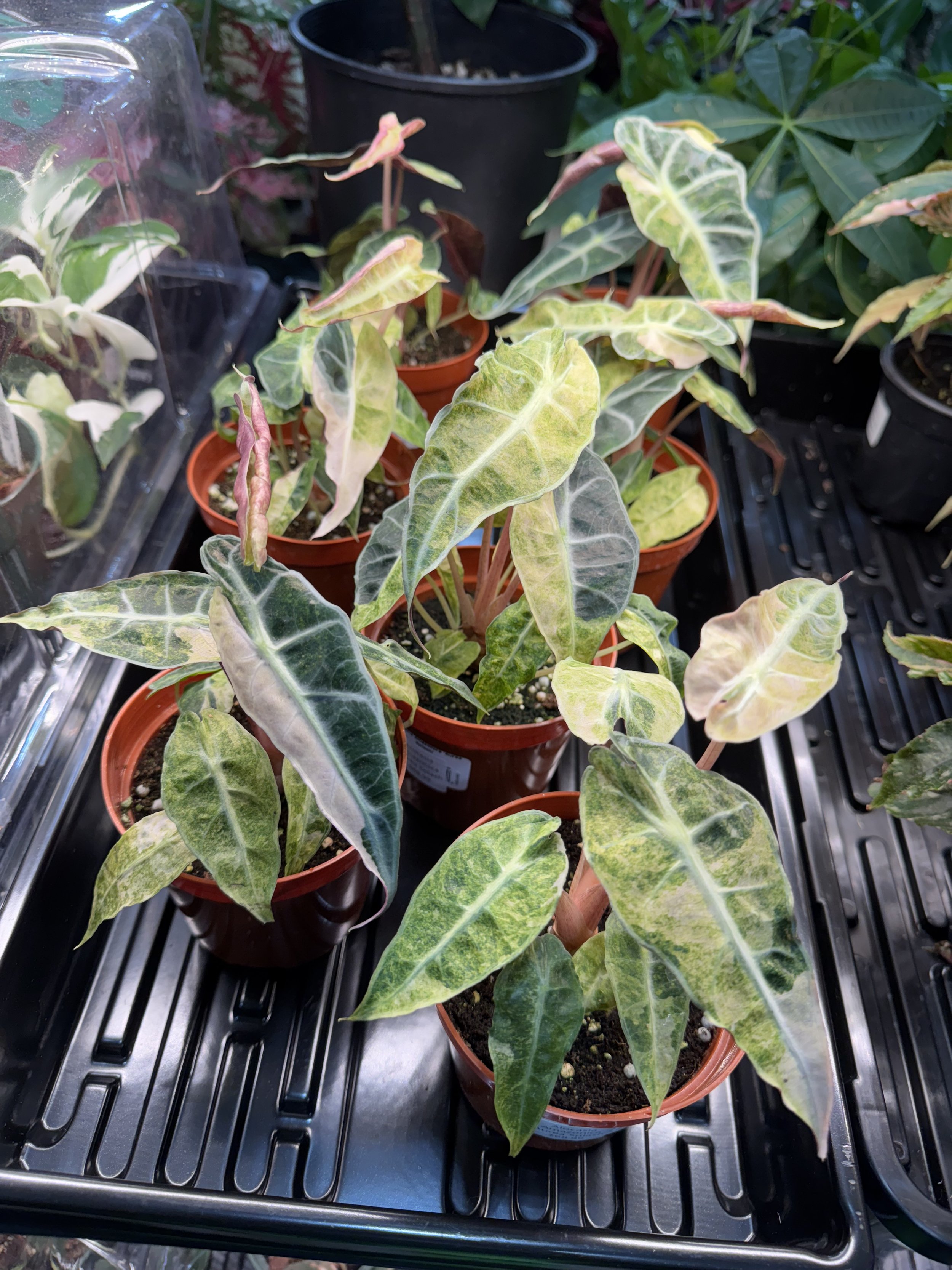 Alocasia Amazonica 'Aurea Splash'