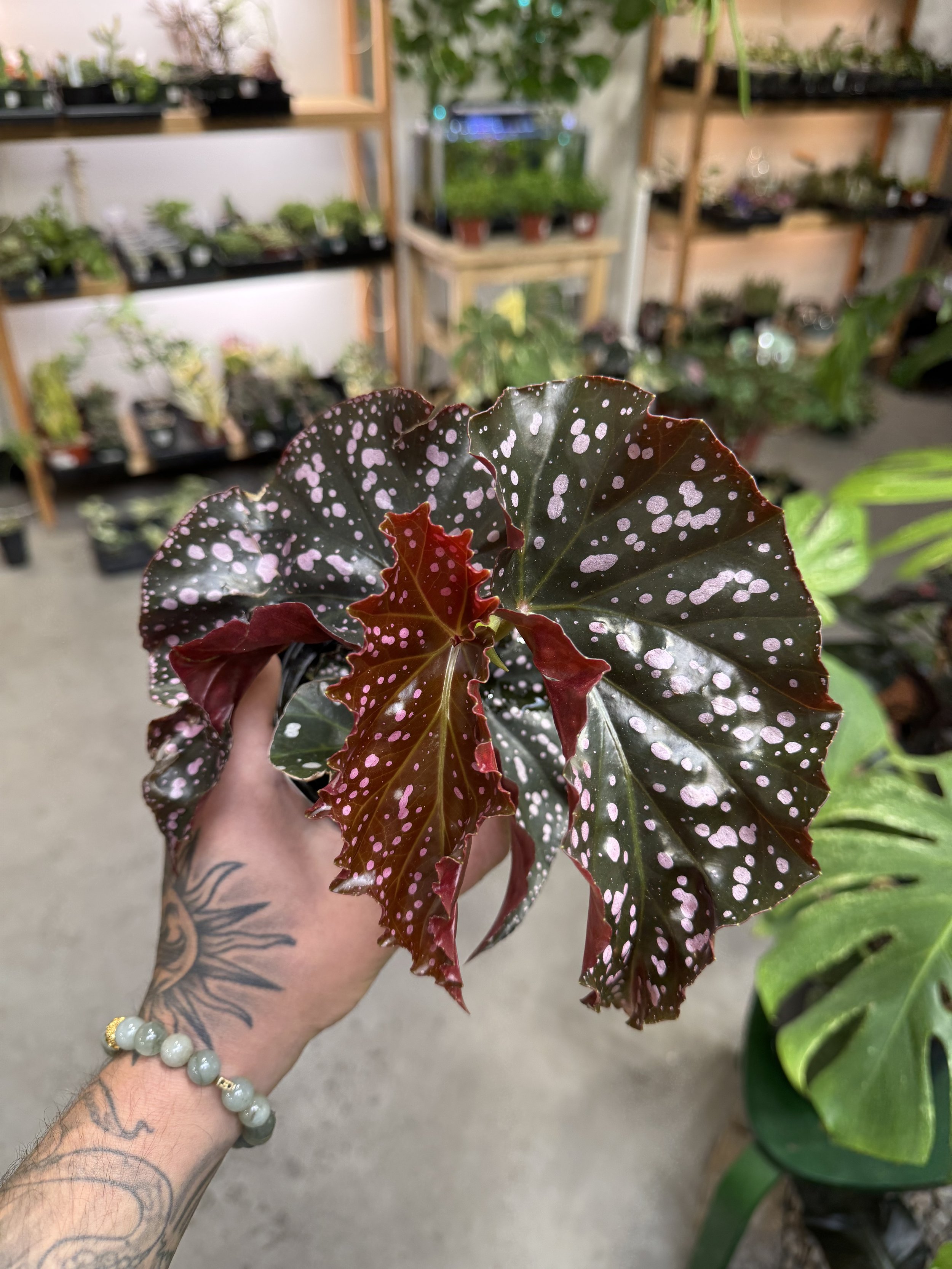 Begonia Cracklin Rosie