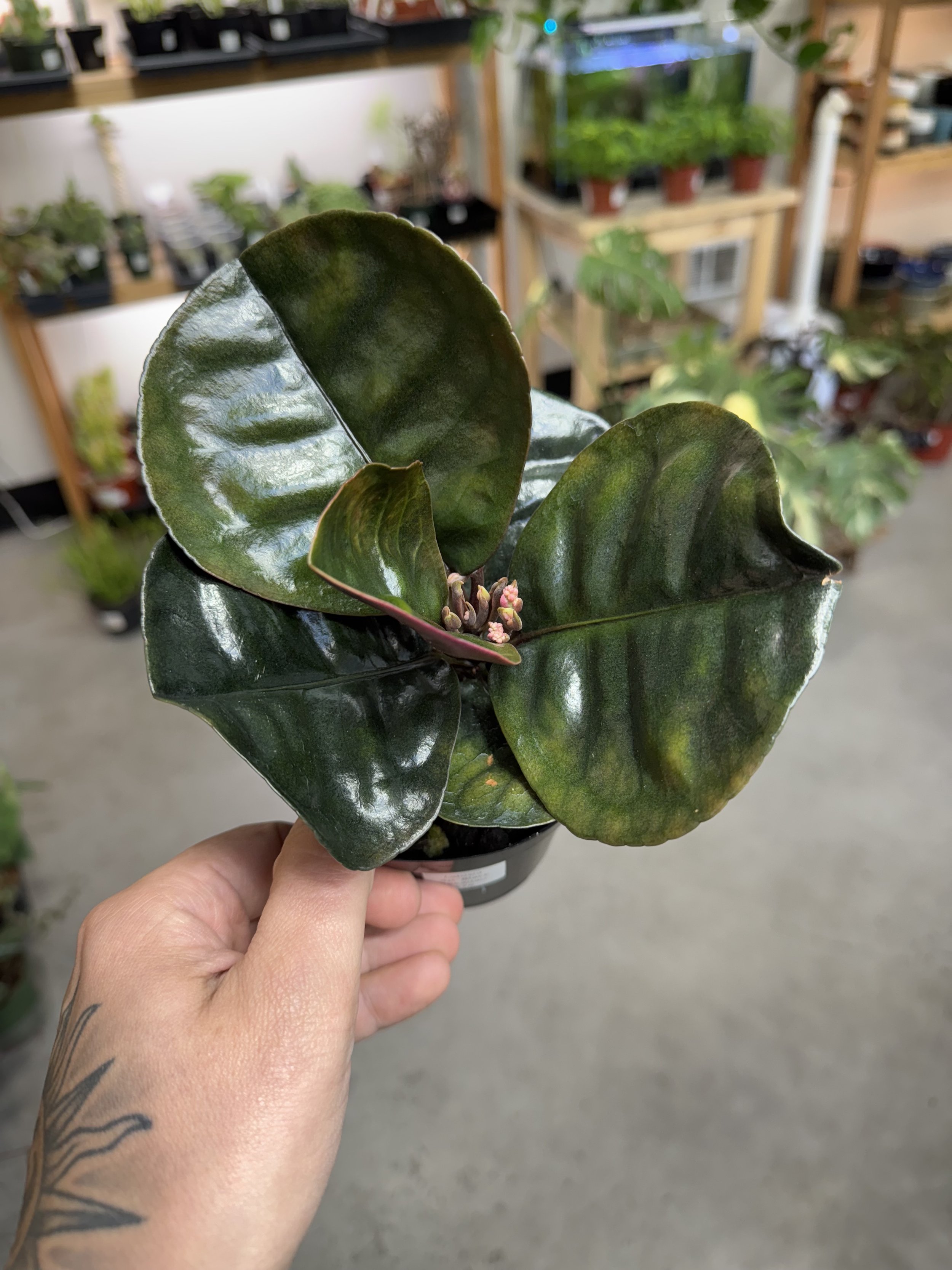 Labisia Sp Black Sekadau