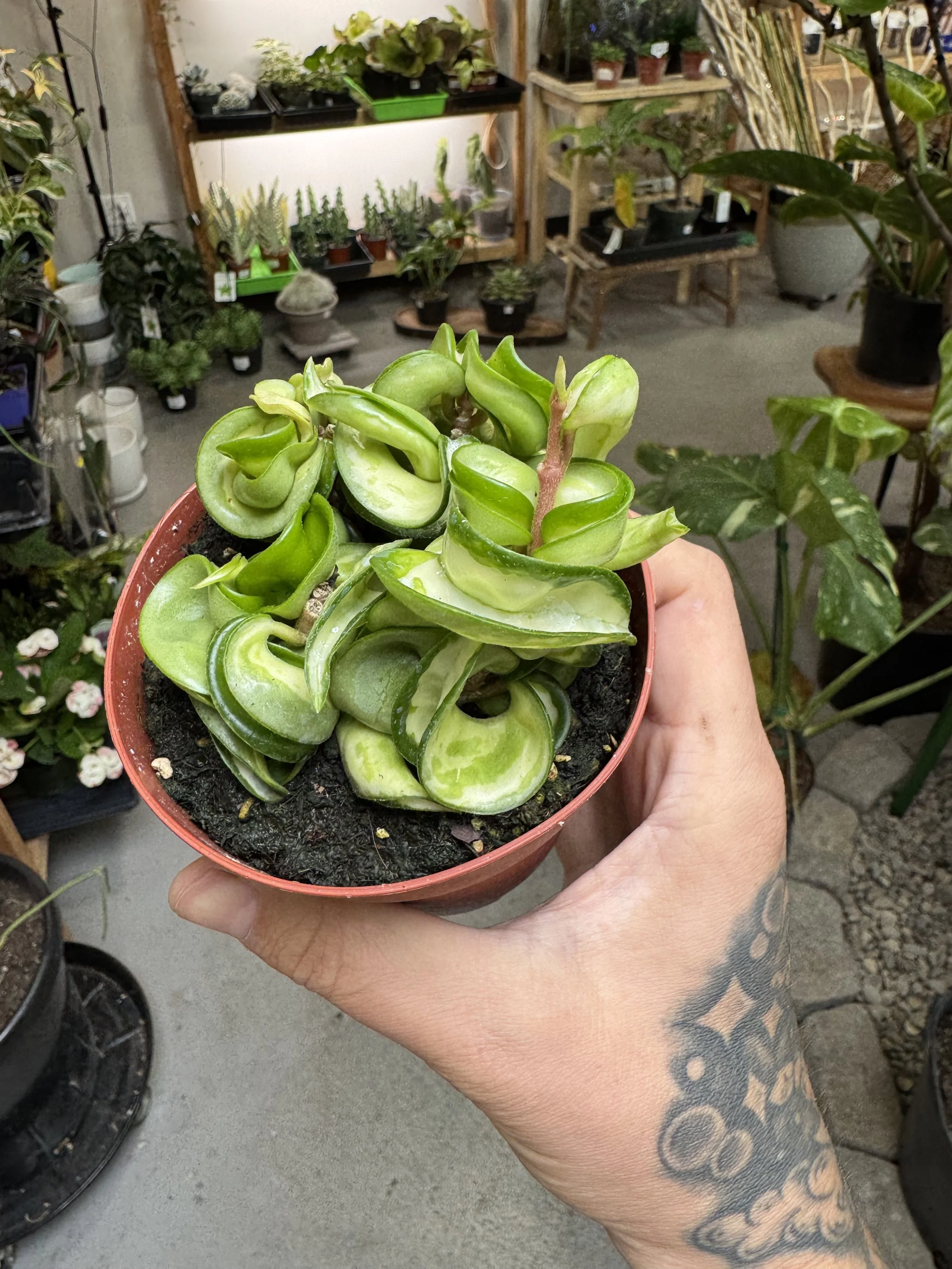 Hoya Carnosa 'Mauna Loa'