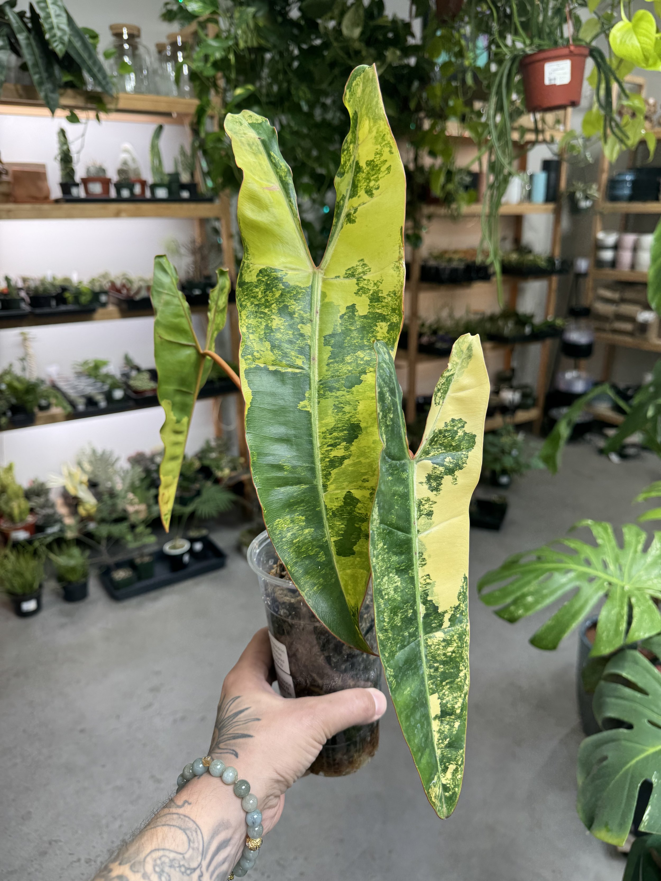 Philodendron Billietiae Variegated