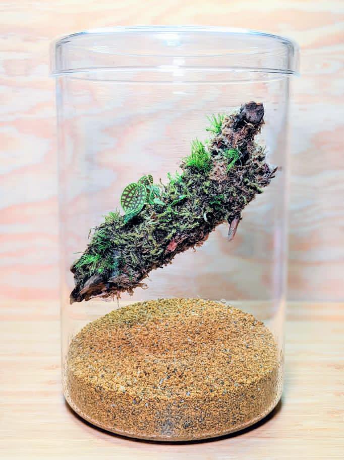 Floating Orchidarium Workshop 5/25