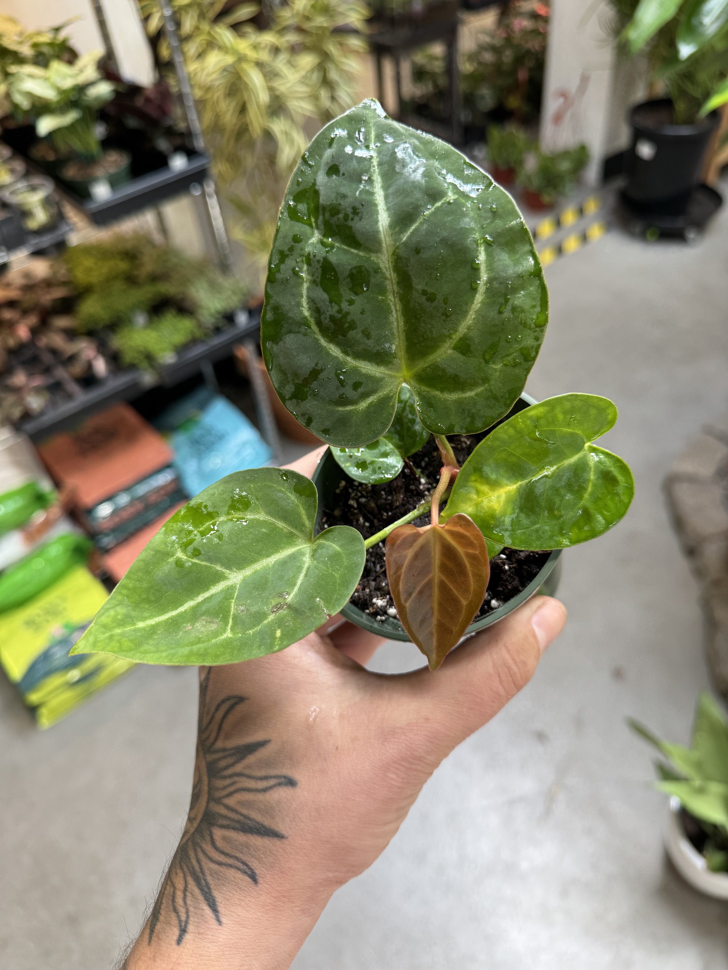 Anthurium Velvet Moira