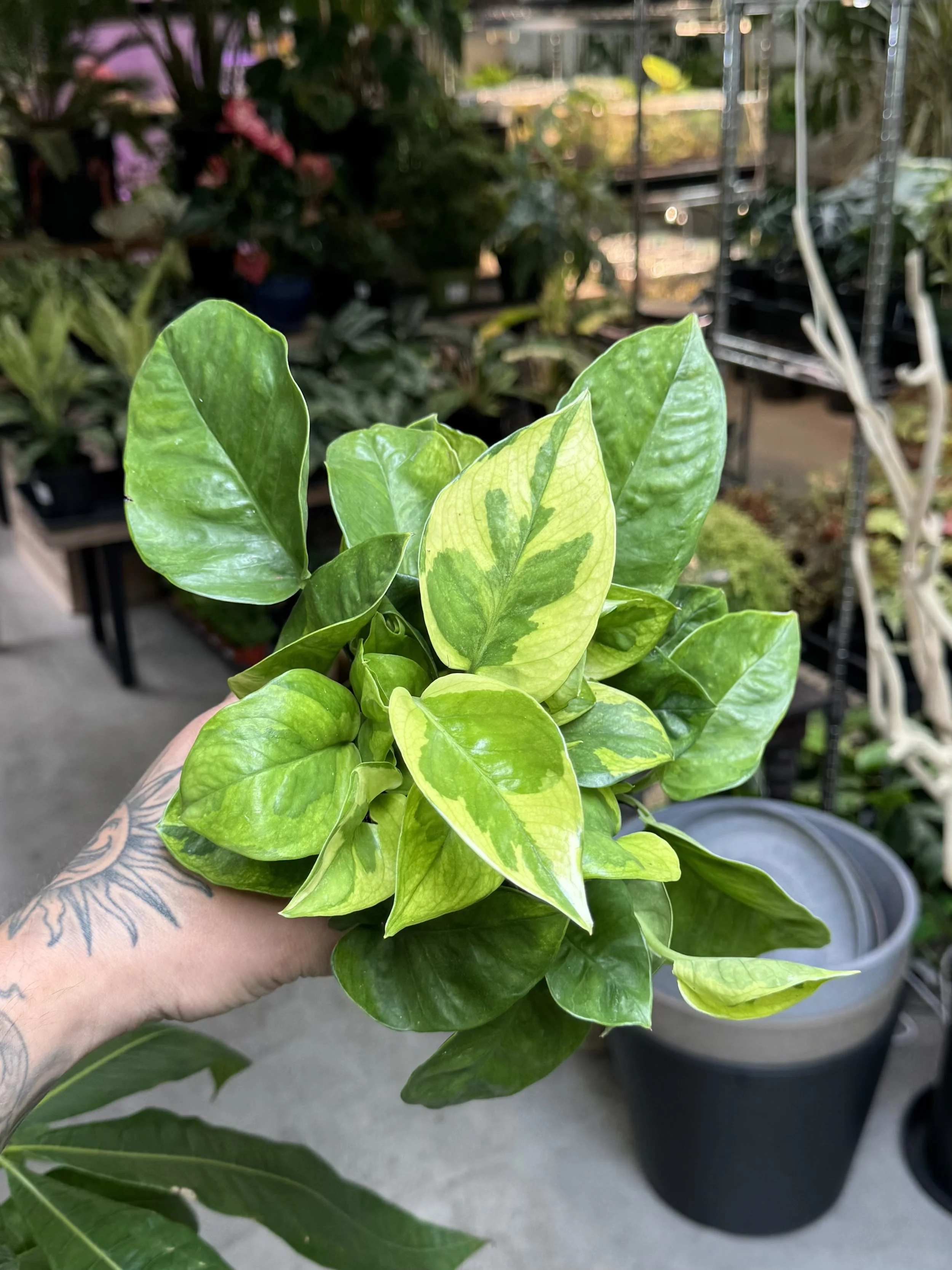 Epipremnum 'Monet Sol'