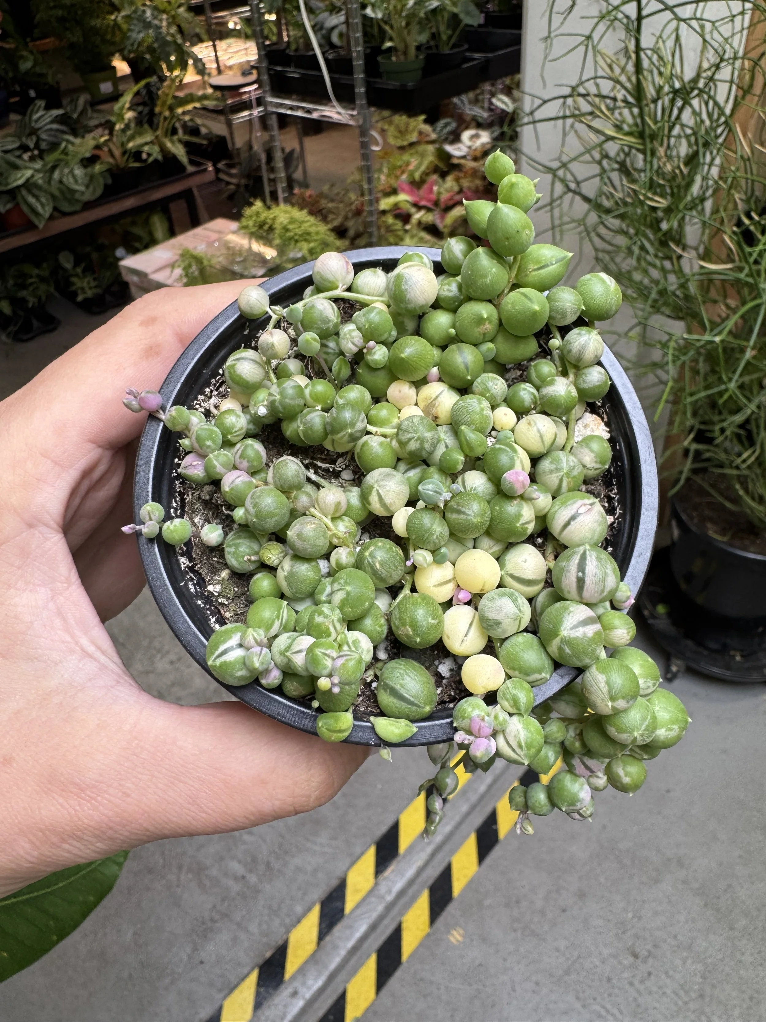 String of Pearls Variegated