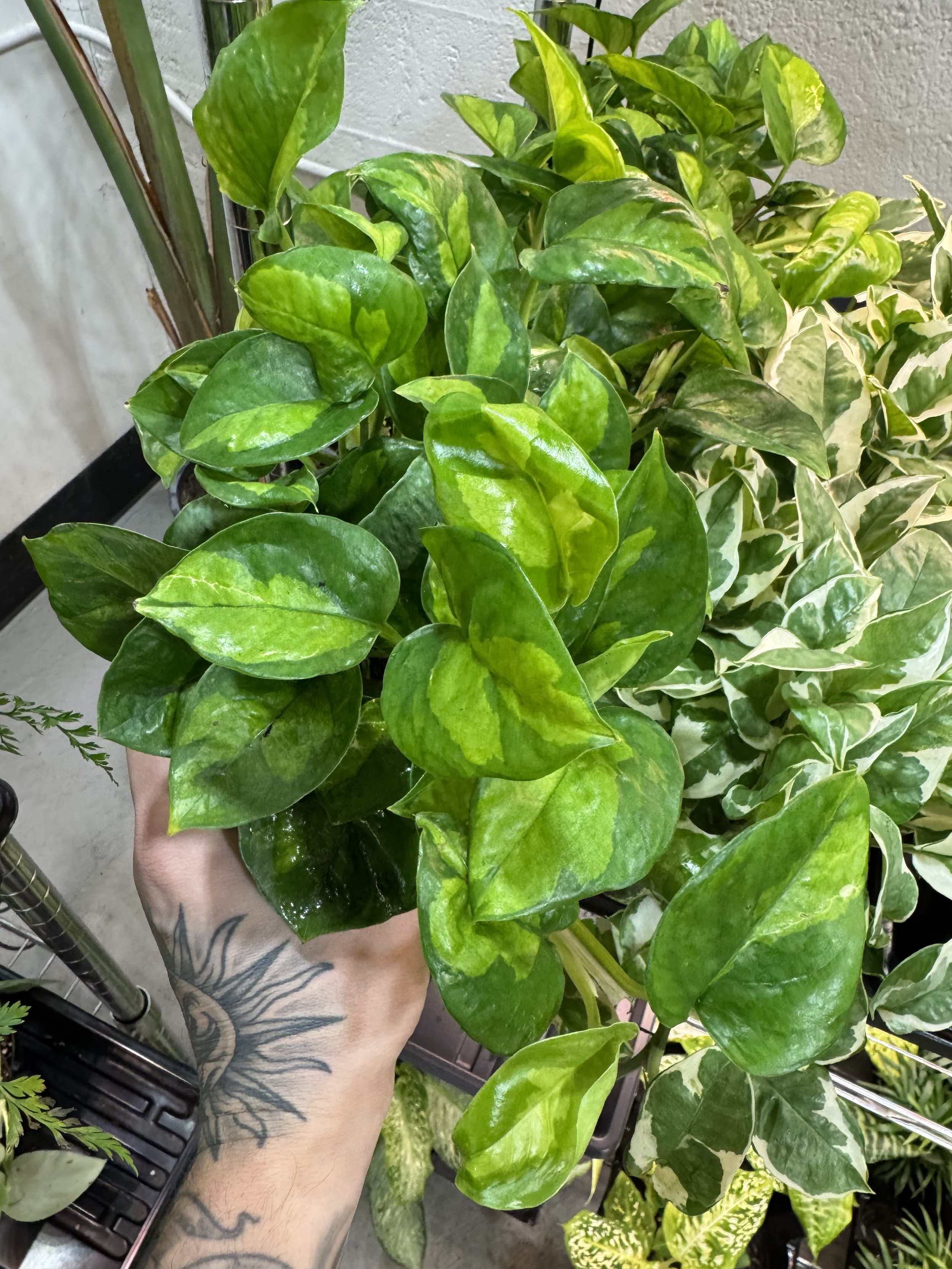 Epipremnum Aureum Global Green