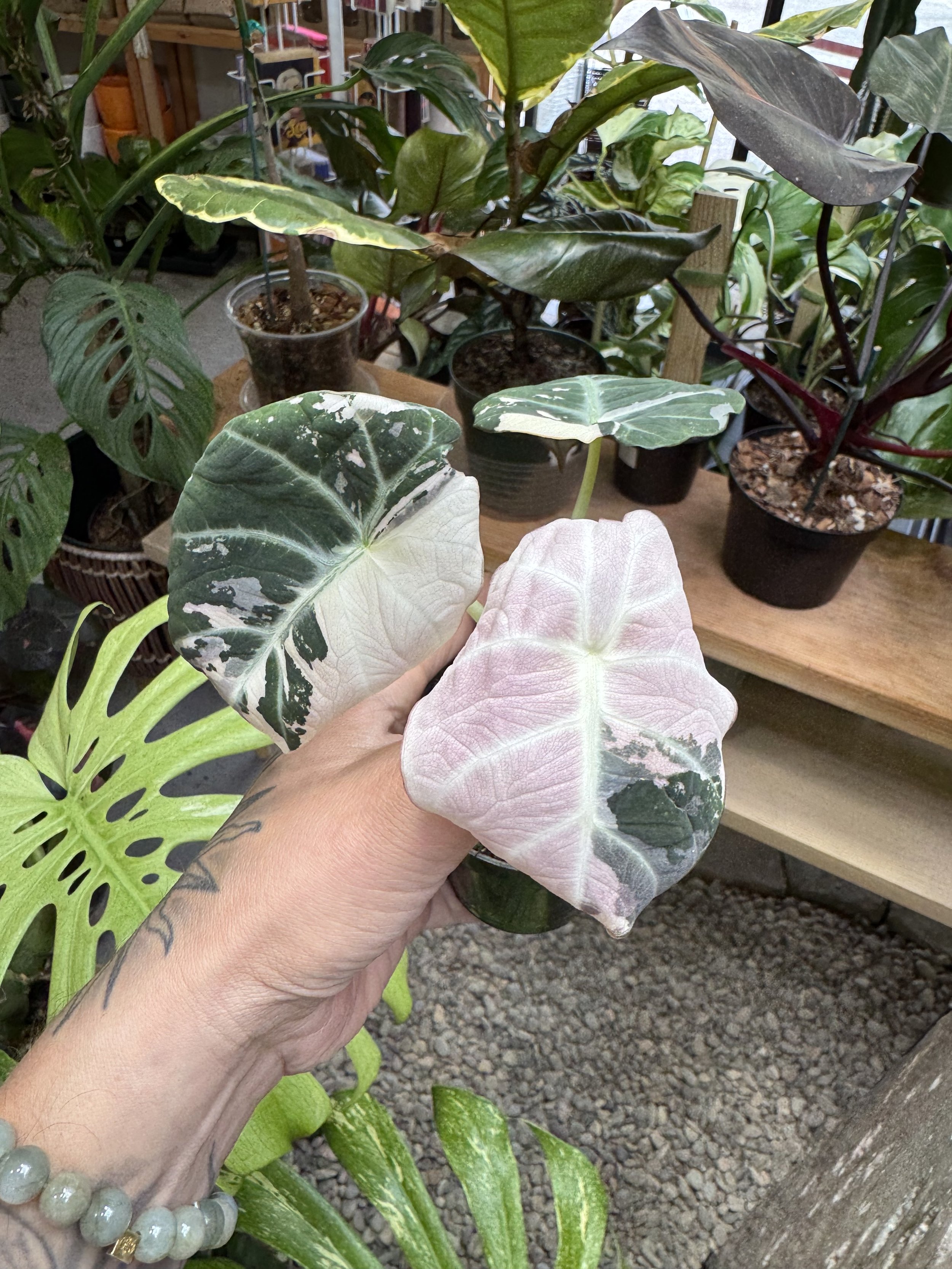 Alocasia Black Velvet Pink Variegated