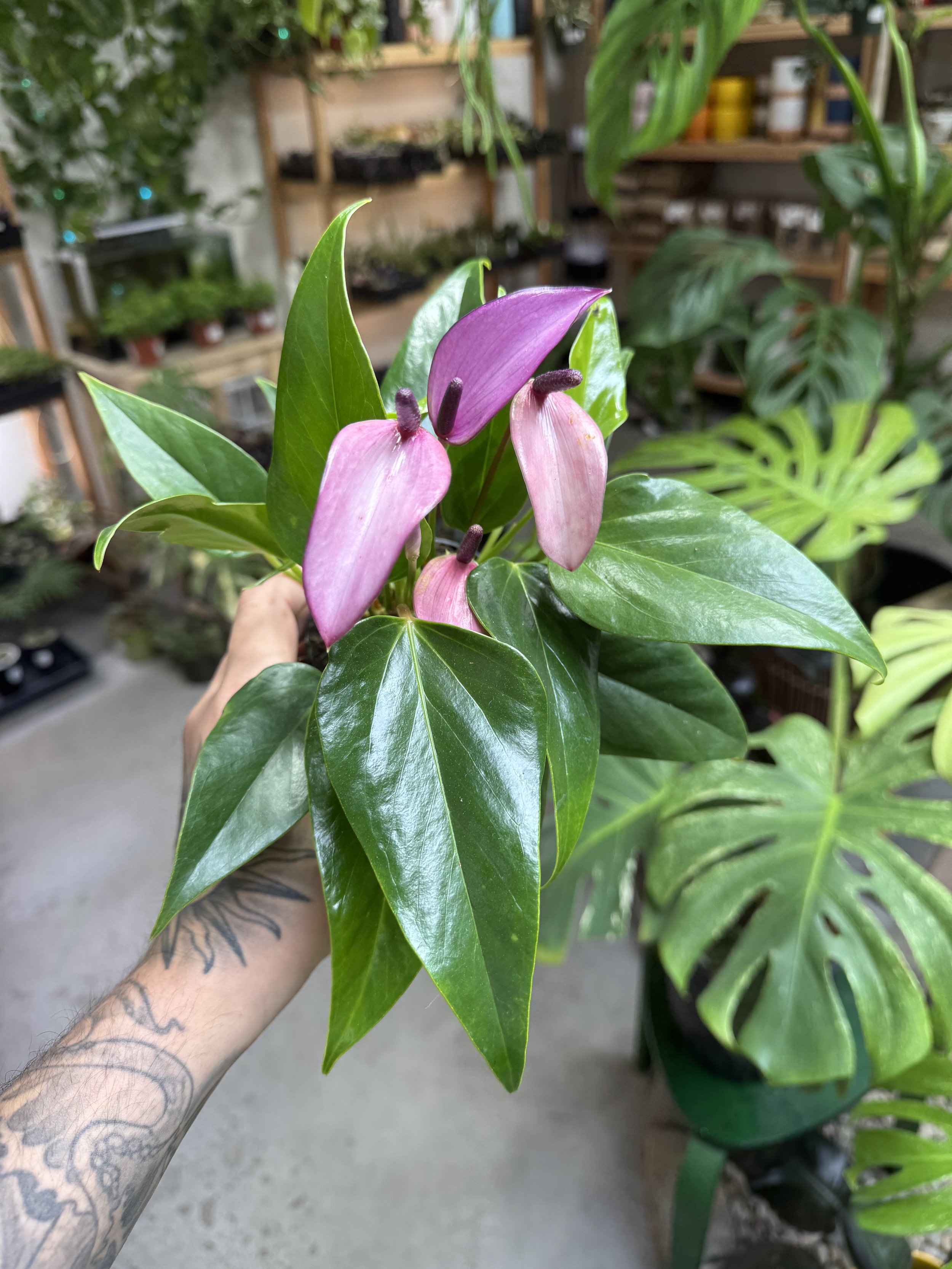 Anthurium Andraeanum Purple