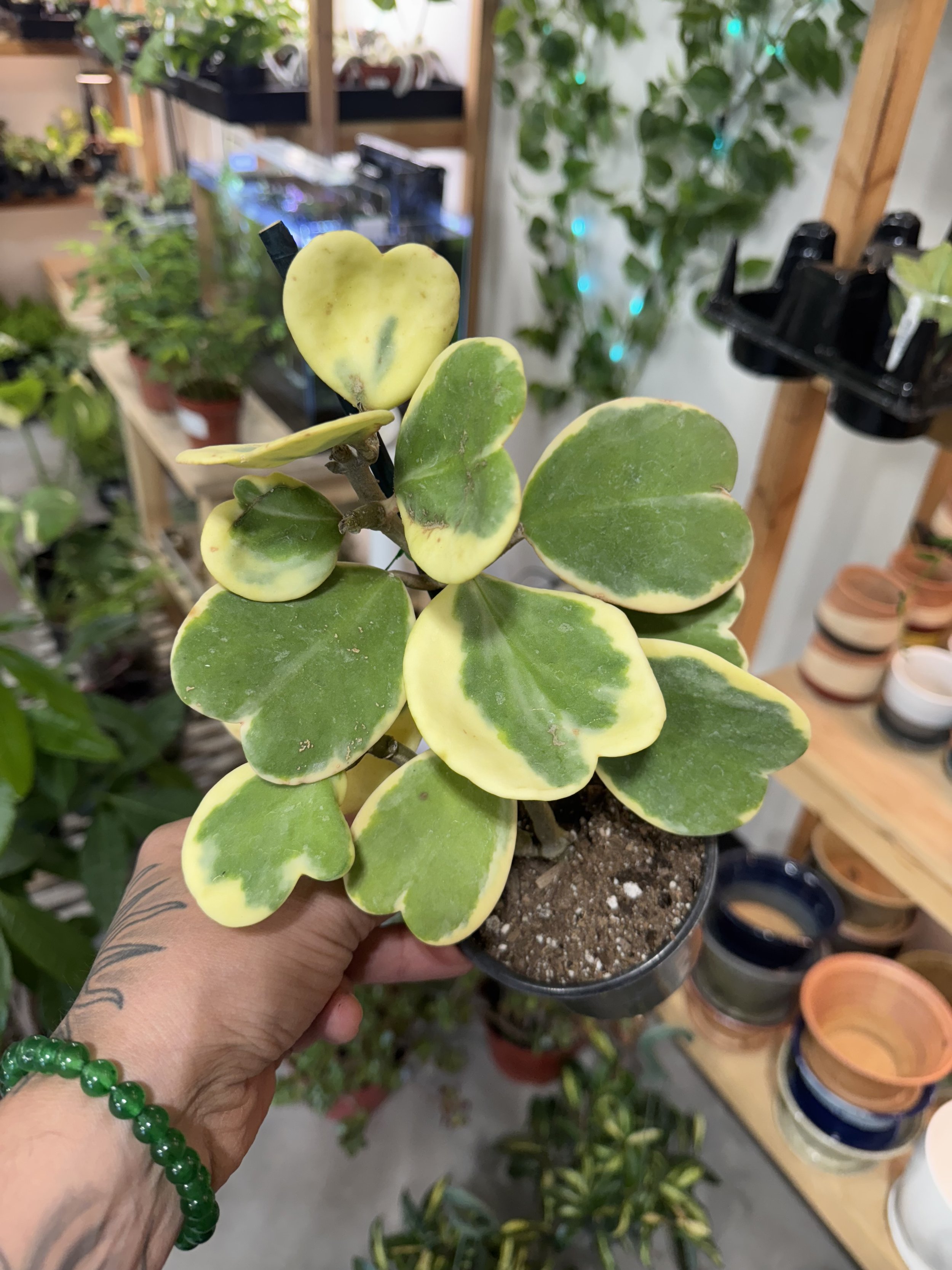 Hoya Kerrii Variegated