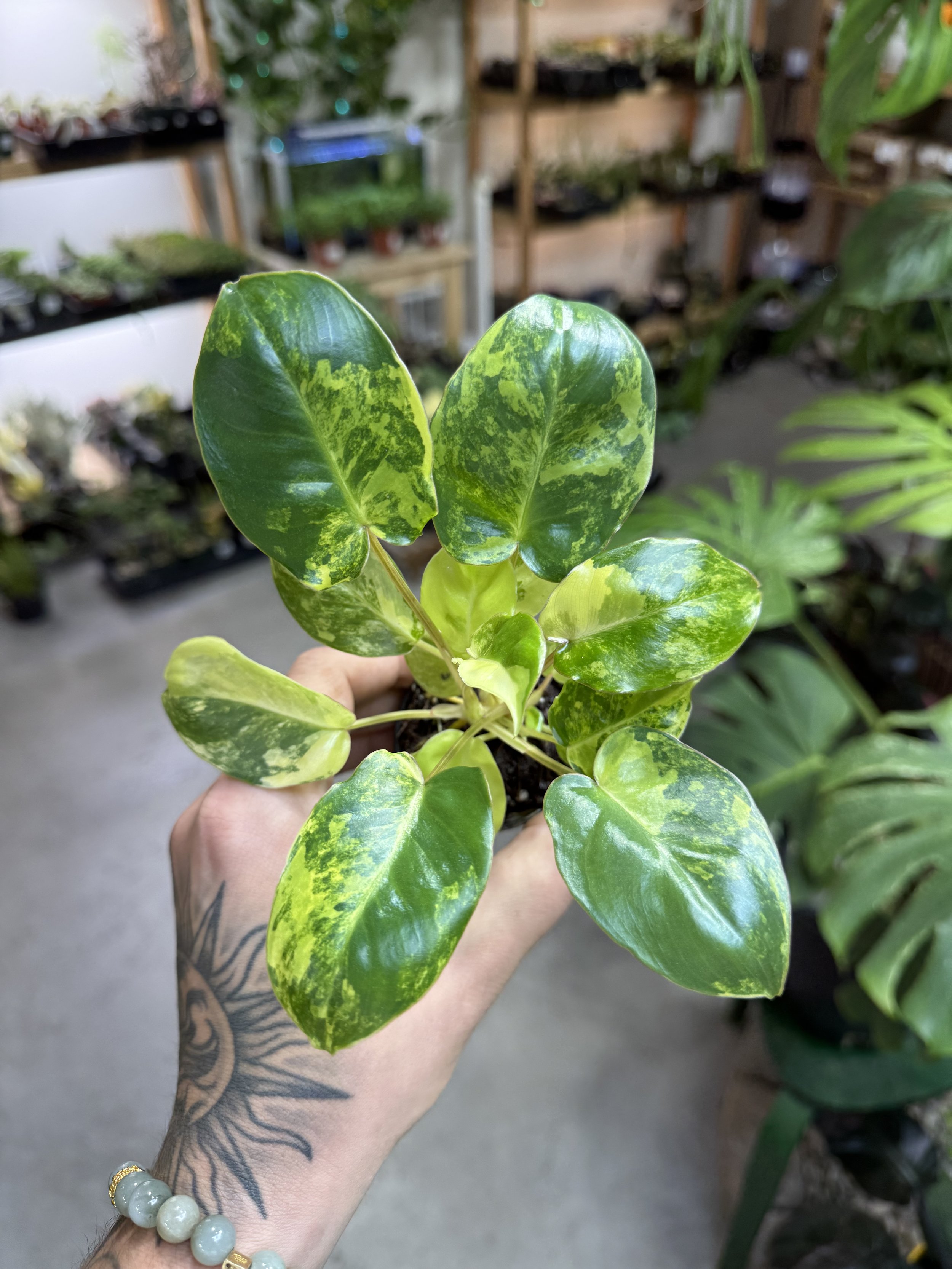 Philodendron Burle Marx Variegated