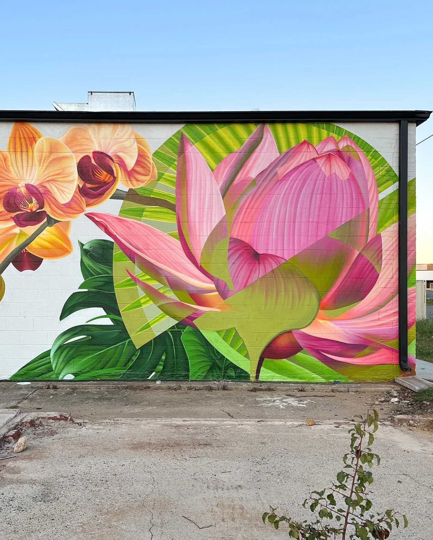 L’es Bahn Mi / Charlotte, NC / August - September 2023