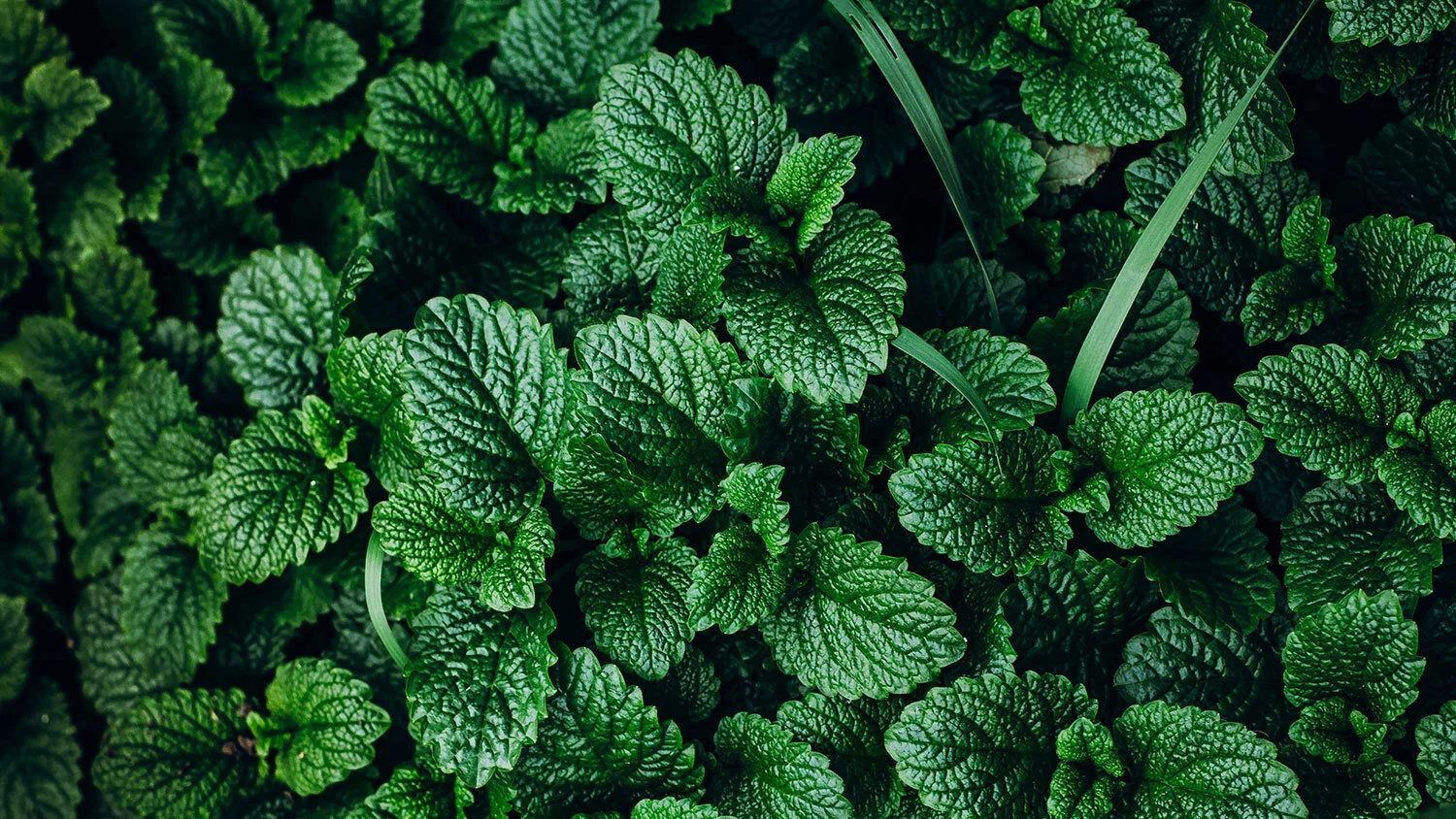 peppermint-banner.jpg
