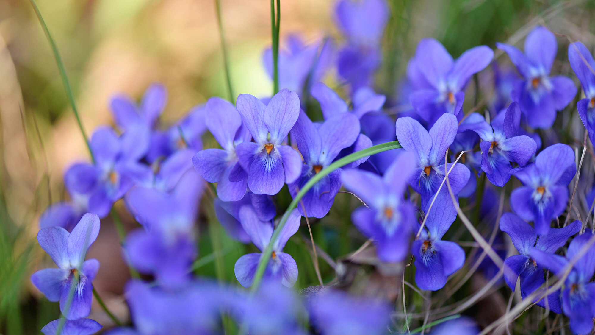 violet-extract-banner.jpg