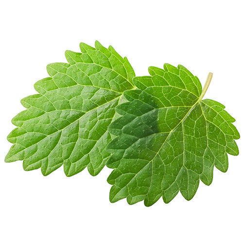 Lemon Balm Extract